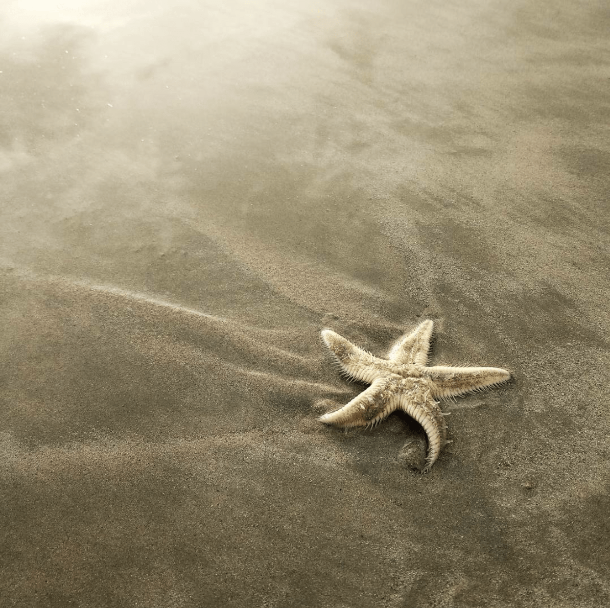 Texturas de estrella de mar en arena para fotoreto83