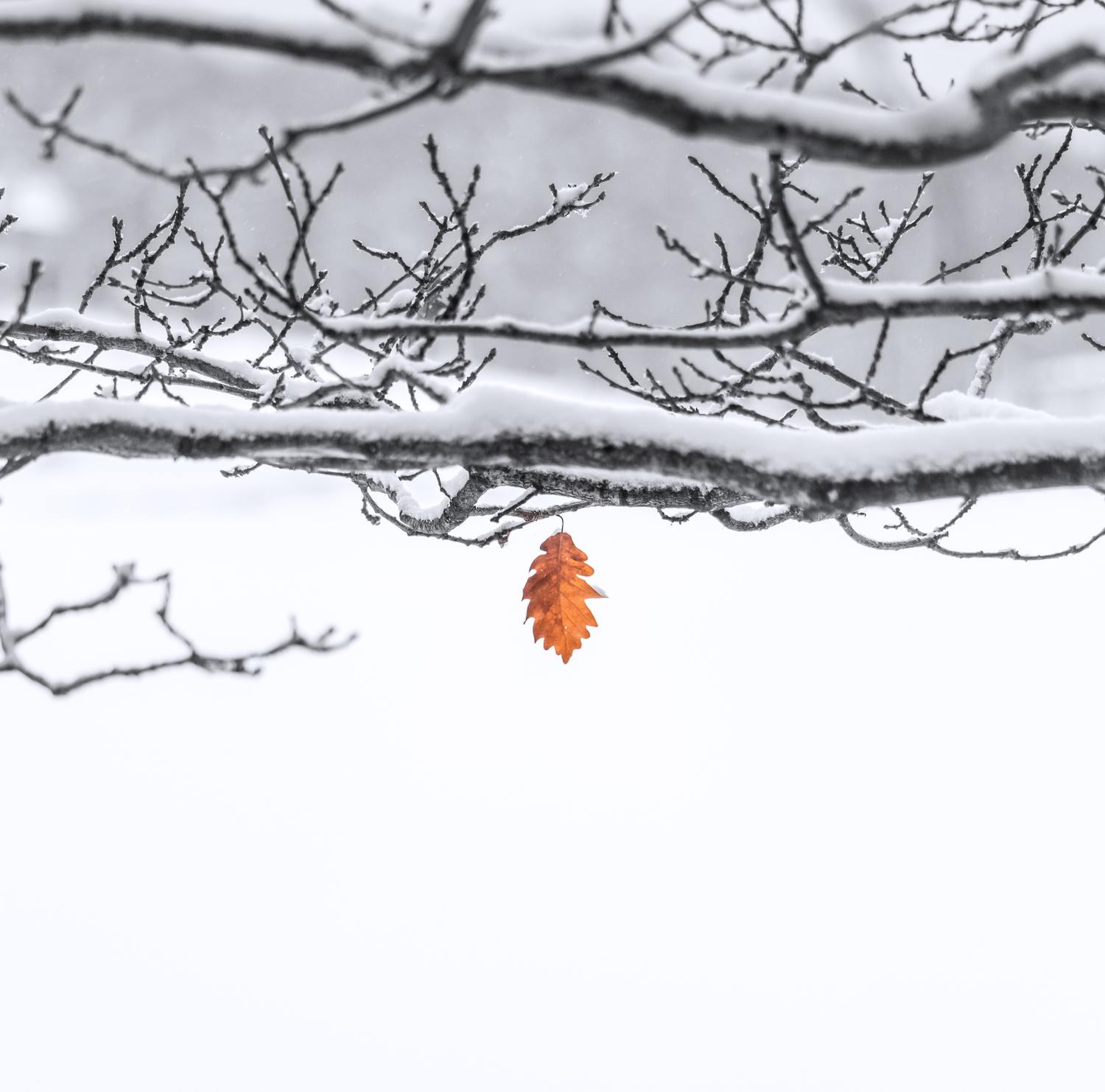 hoja fotografía nieve