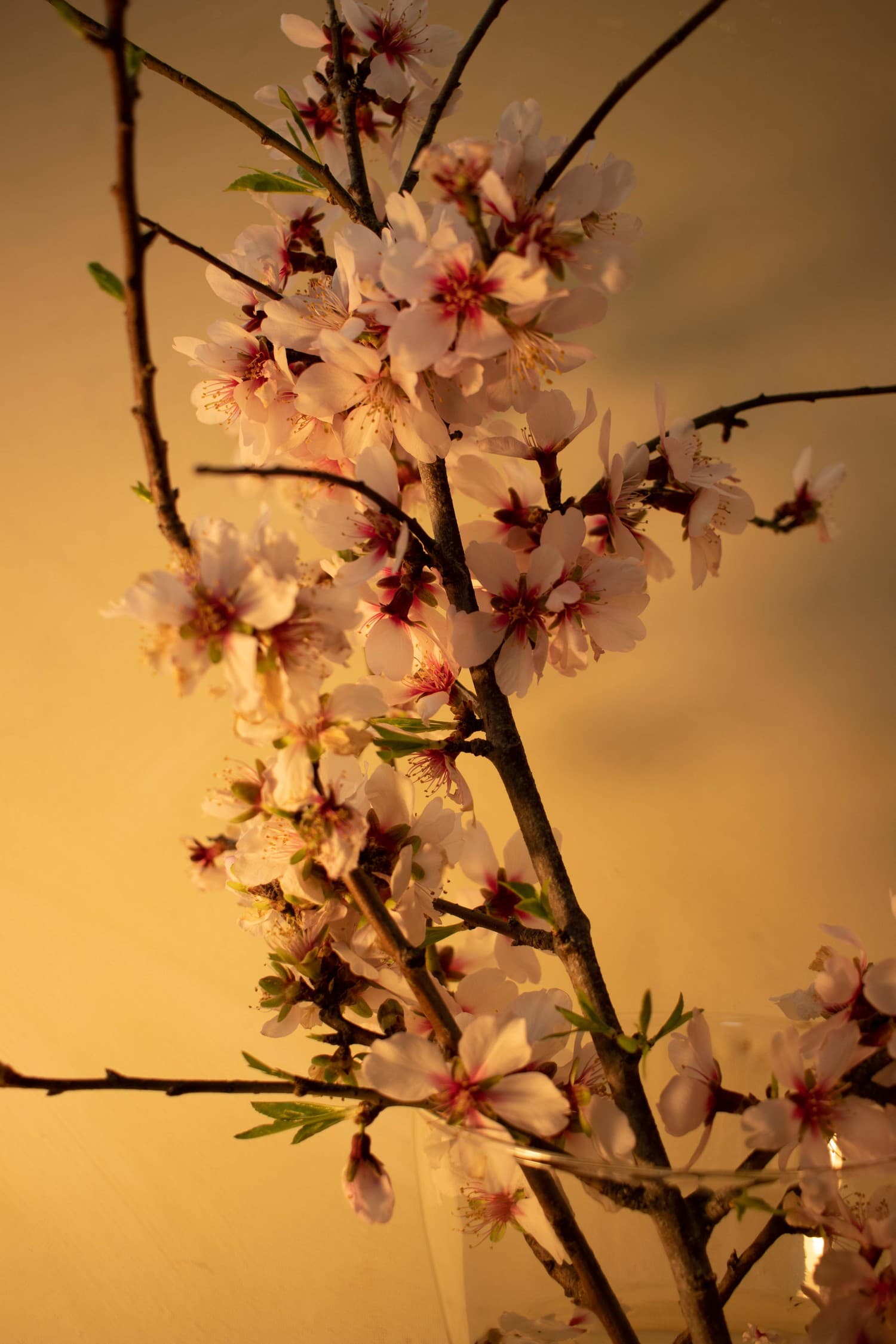 Flores con temperatura de luz cálida