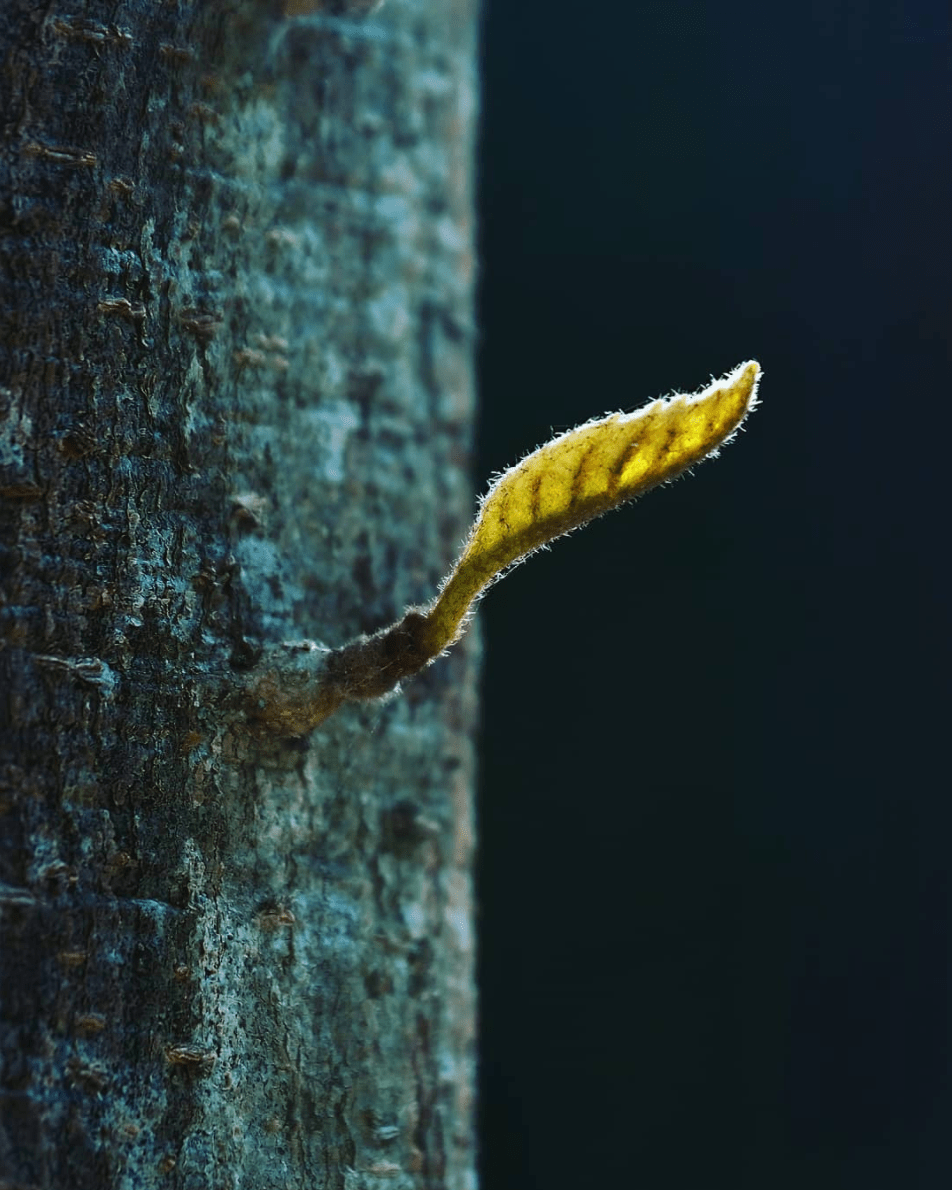 Brote nuevo de árbol ganadora de #fotoreto89