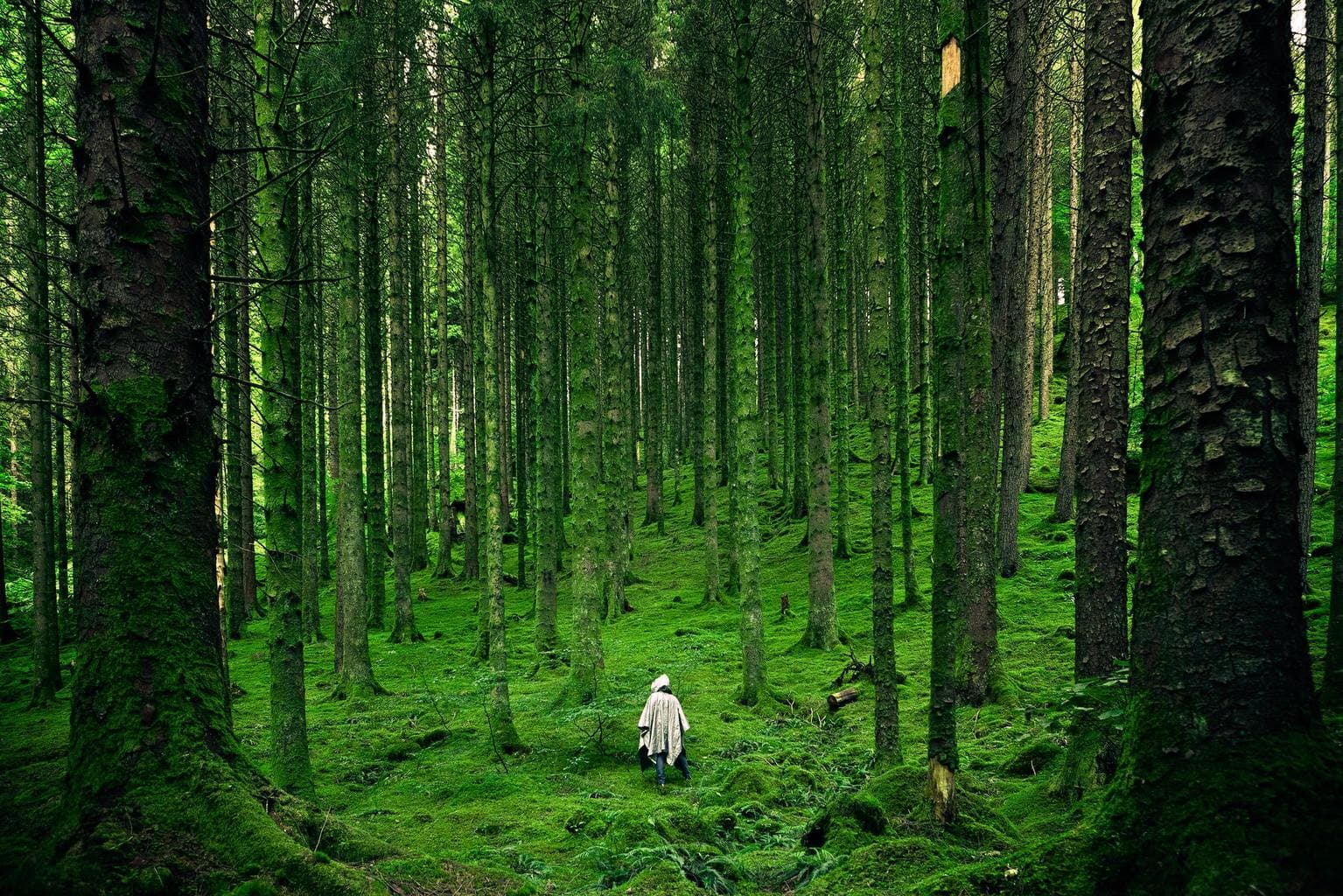 Bosque verde para el fotoreto90