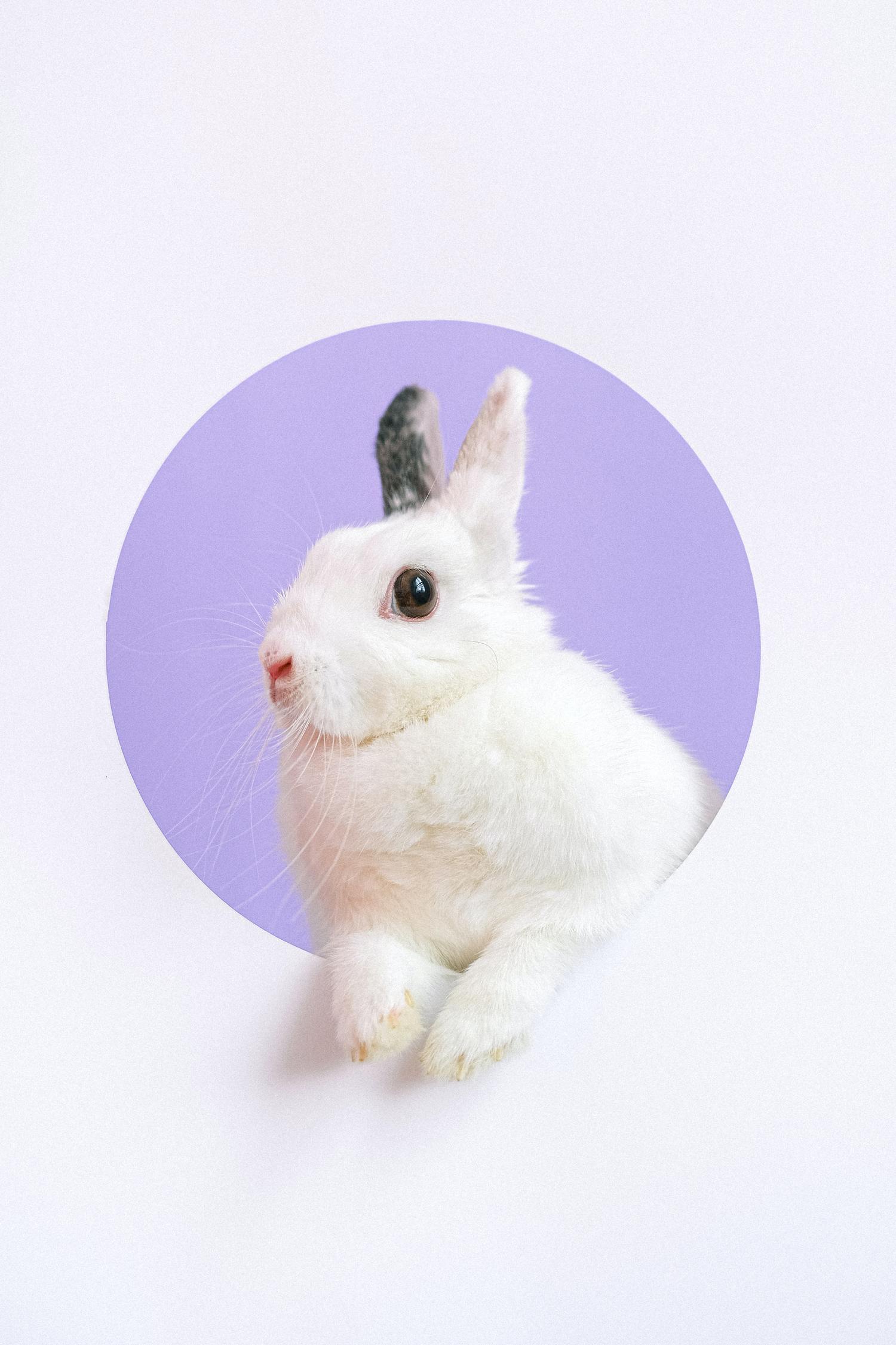 conejo lila