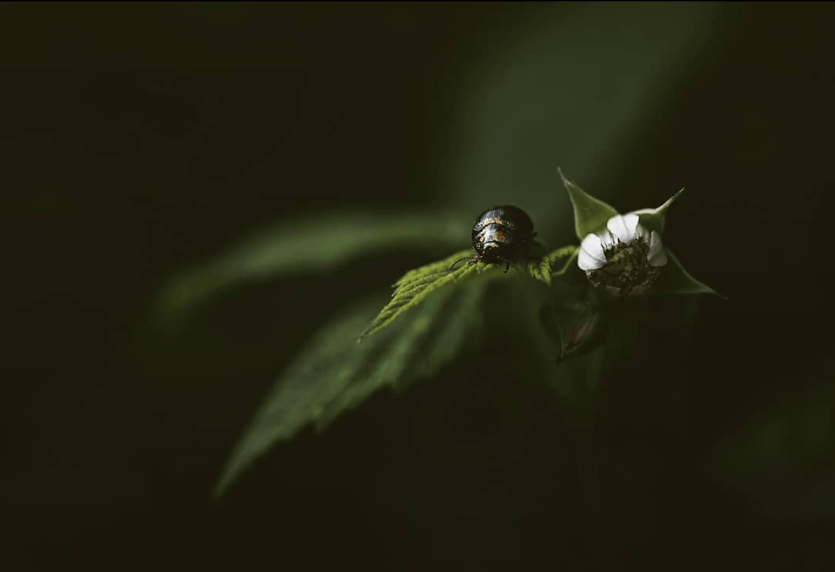 Fotografía de naturaleza para el fotoreto90: verde