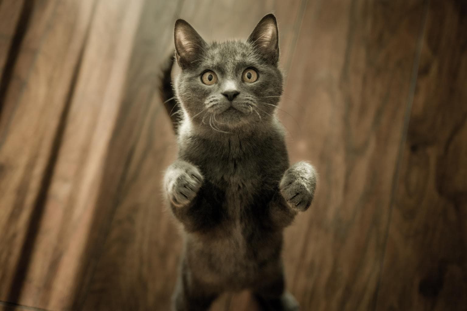 mascota gato de pie
