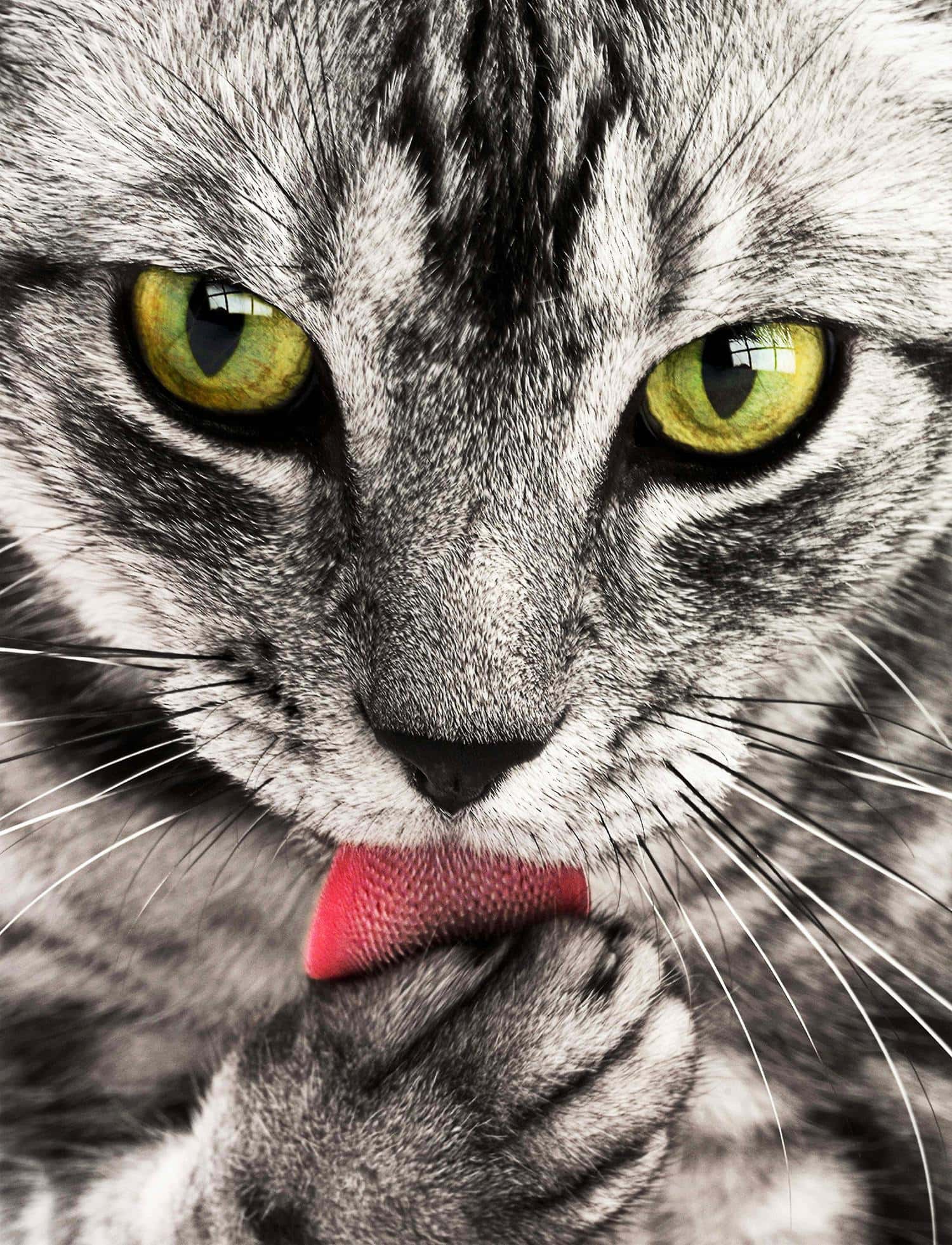 mascota gato close up