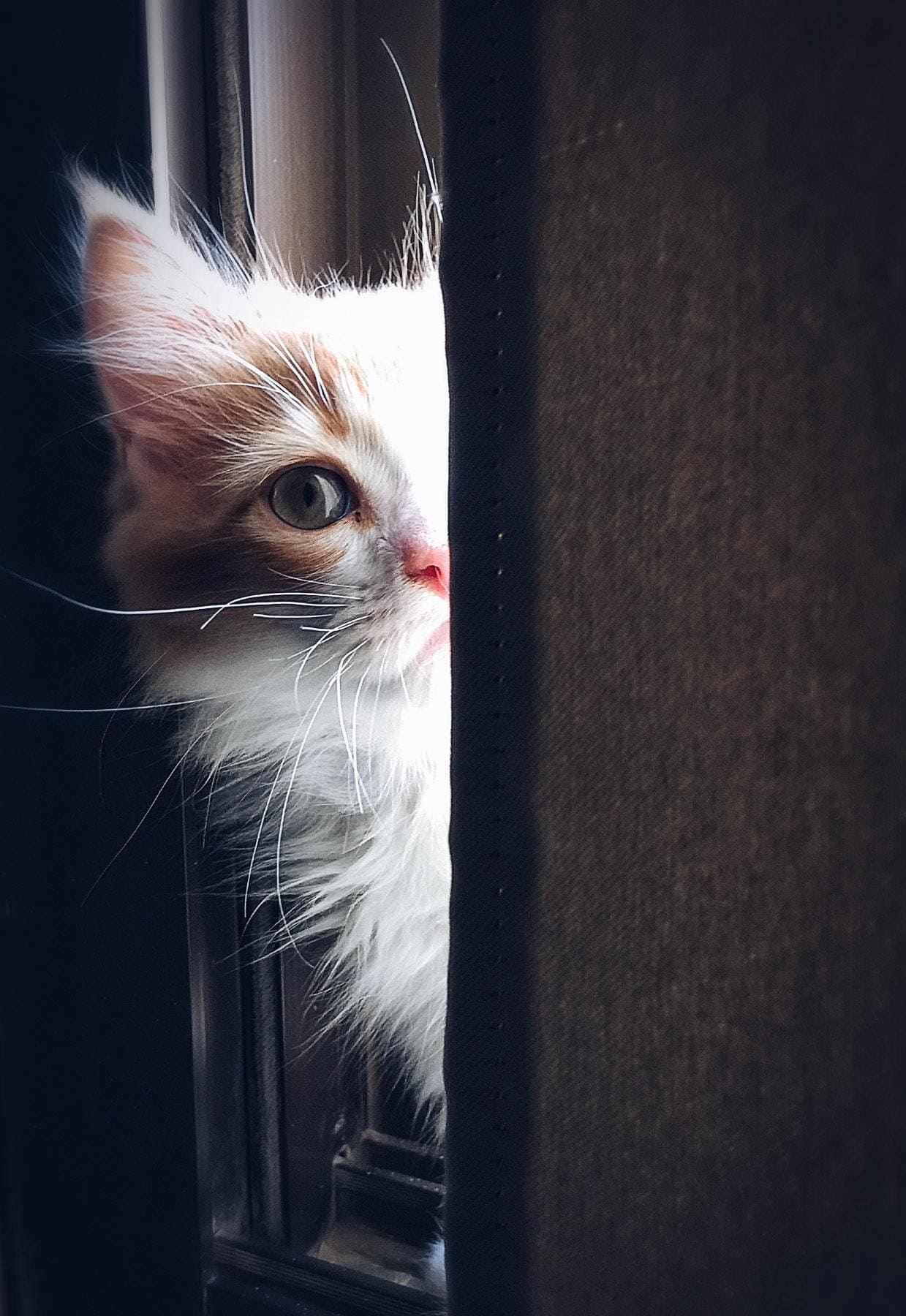 gato mascota luz ventana