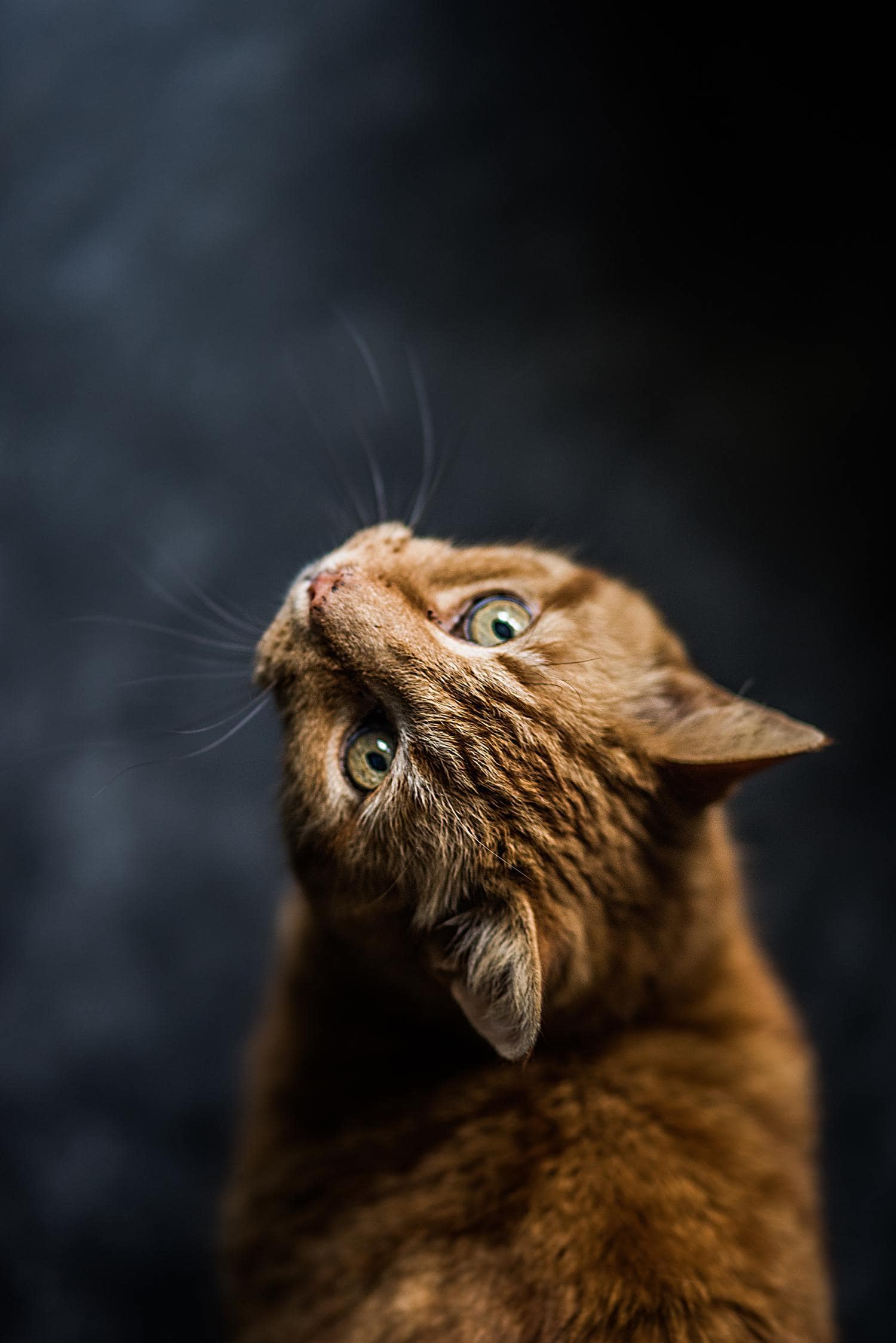 gato vertical