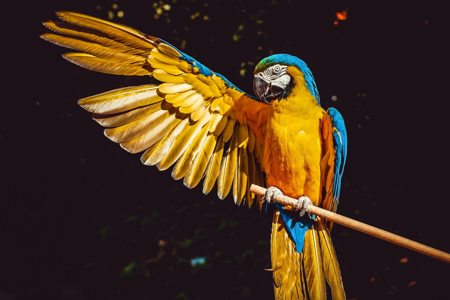 loro mascota