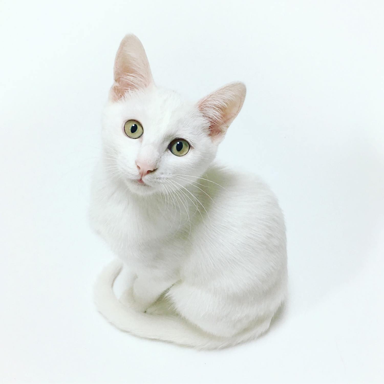 mascota gato blanco