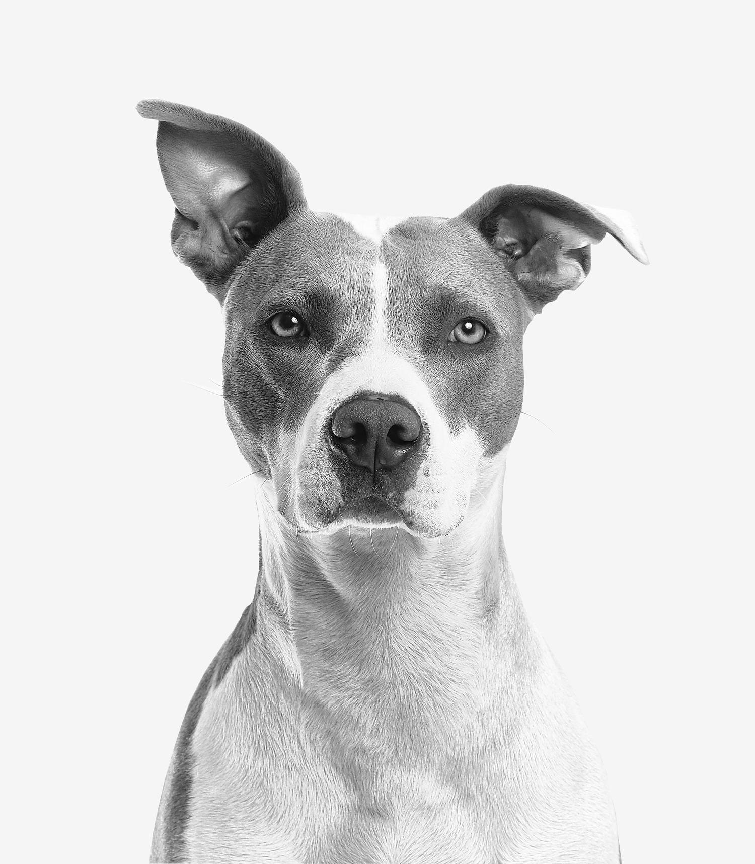 perro blanco y negro