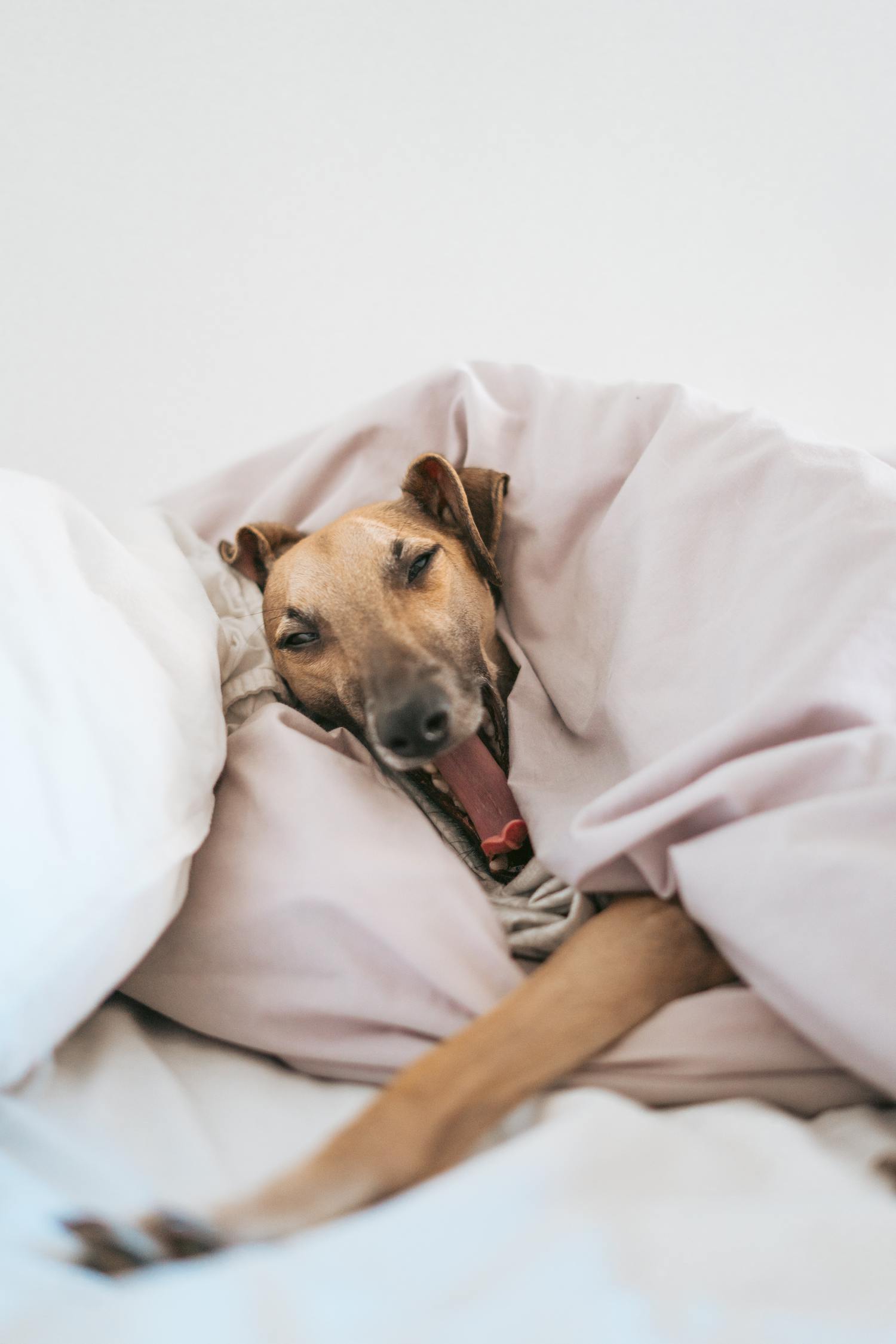 perro cama mascota