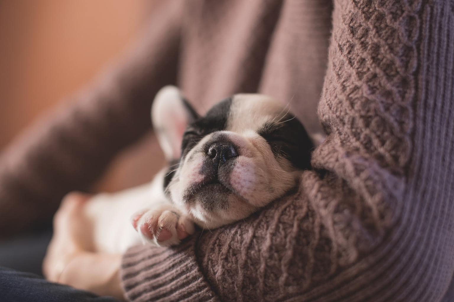 mascota cachorro