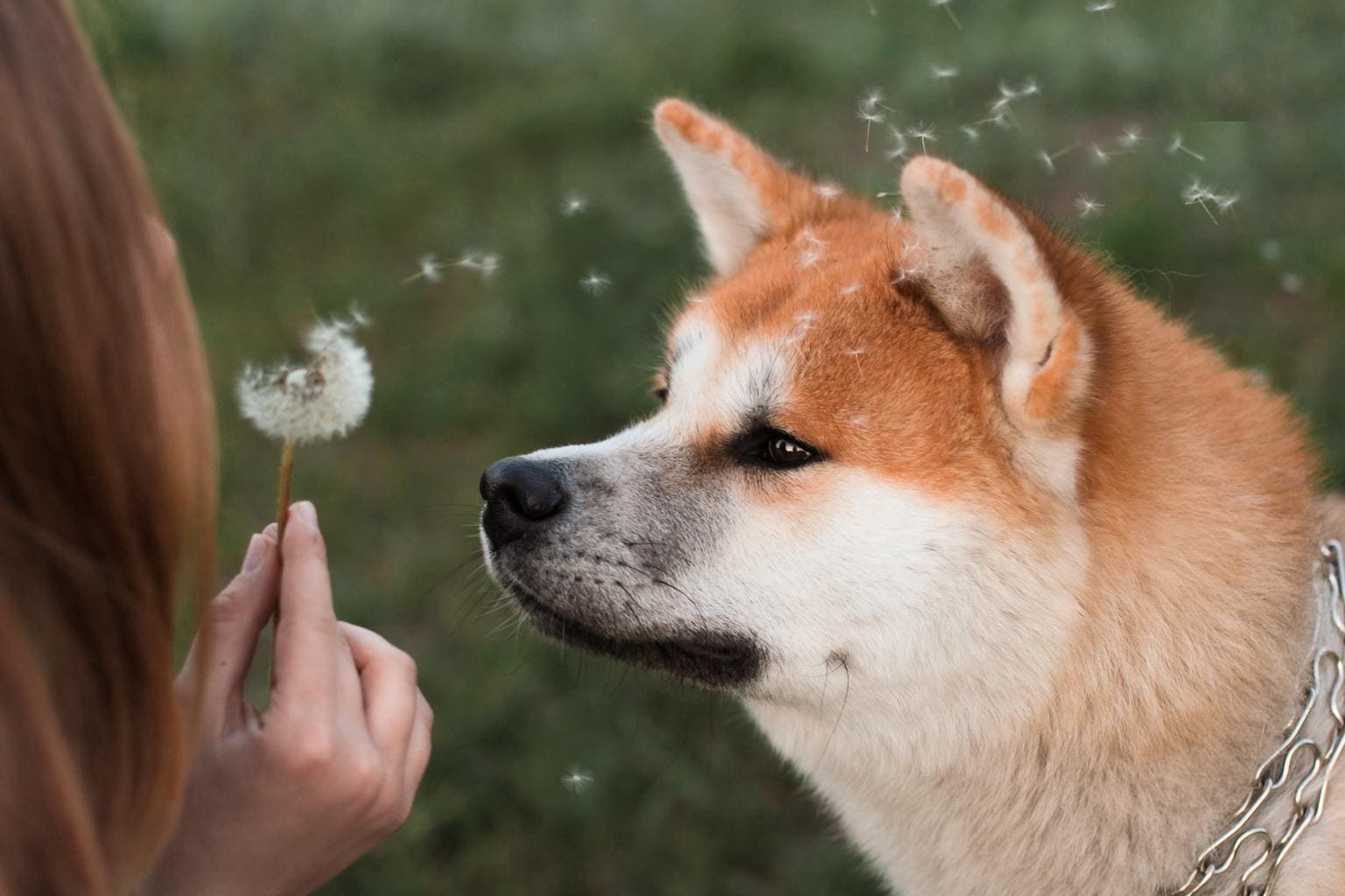 perro diente león