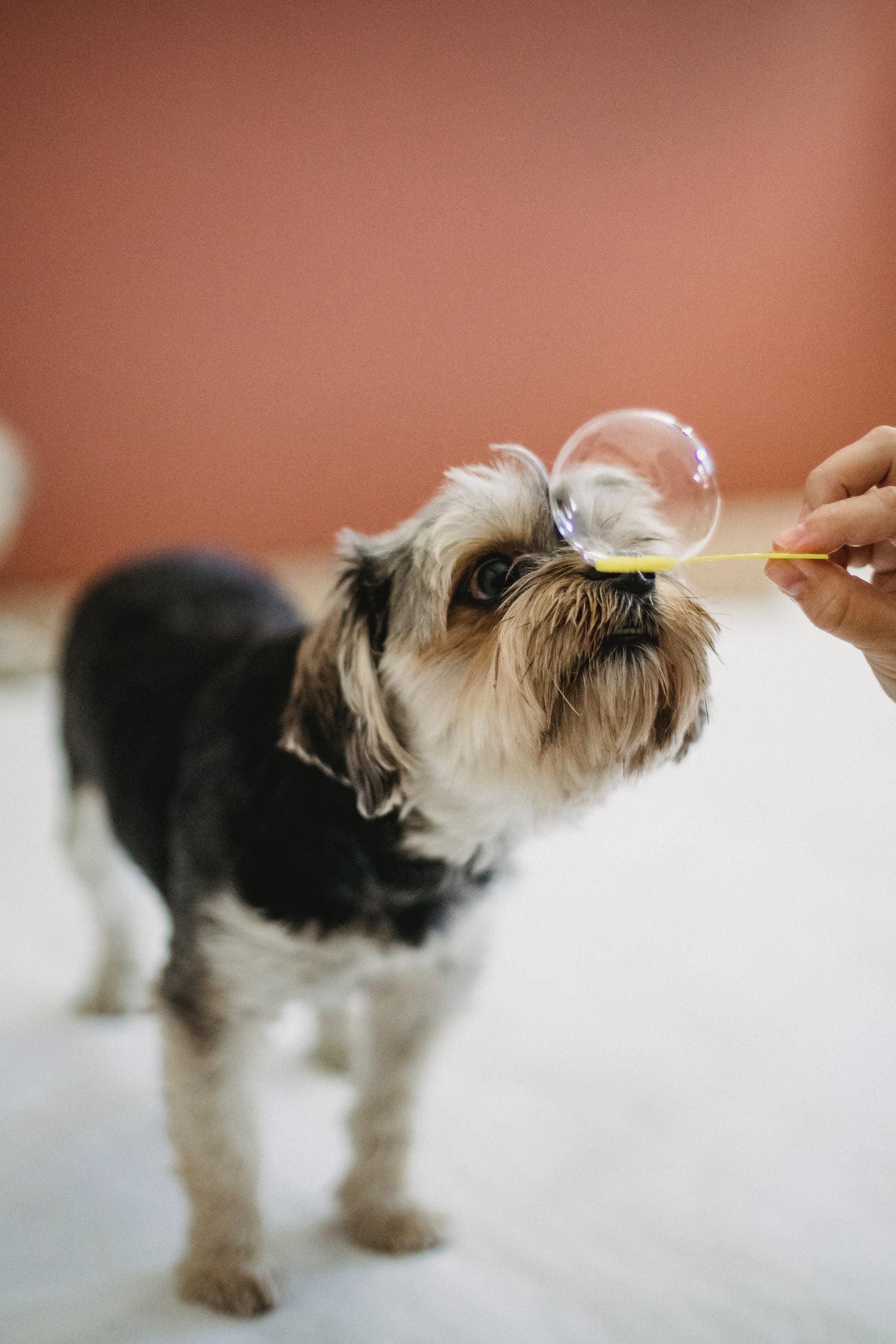 mascota perro