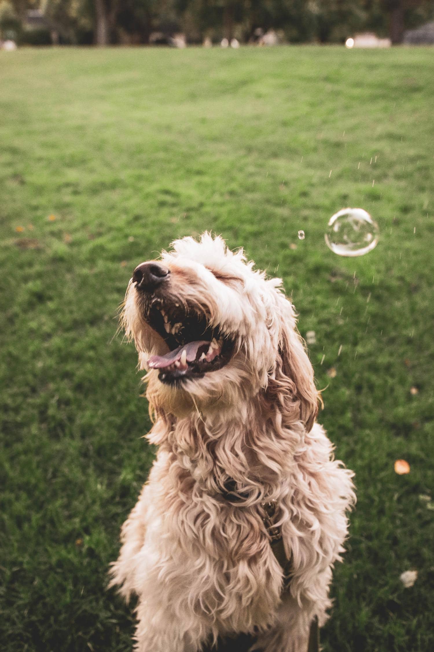 mascota pompas