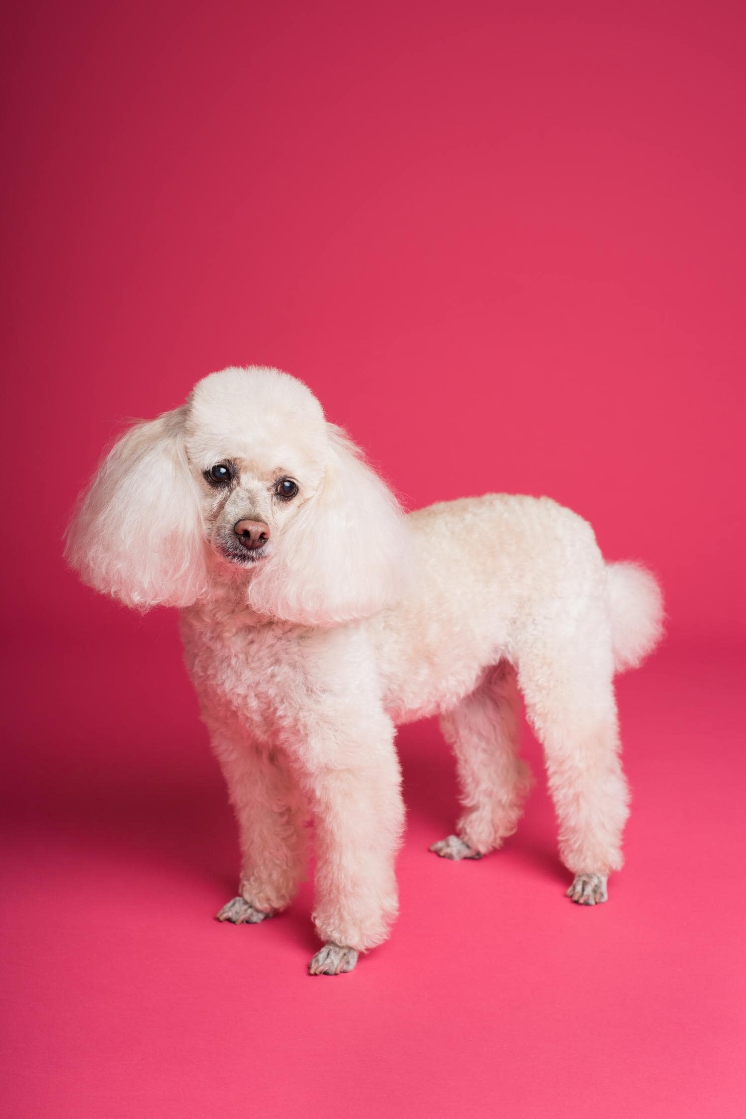 mascota fondo rosa