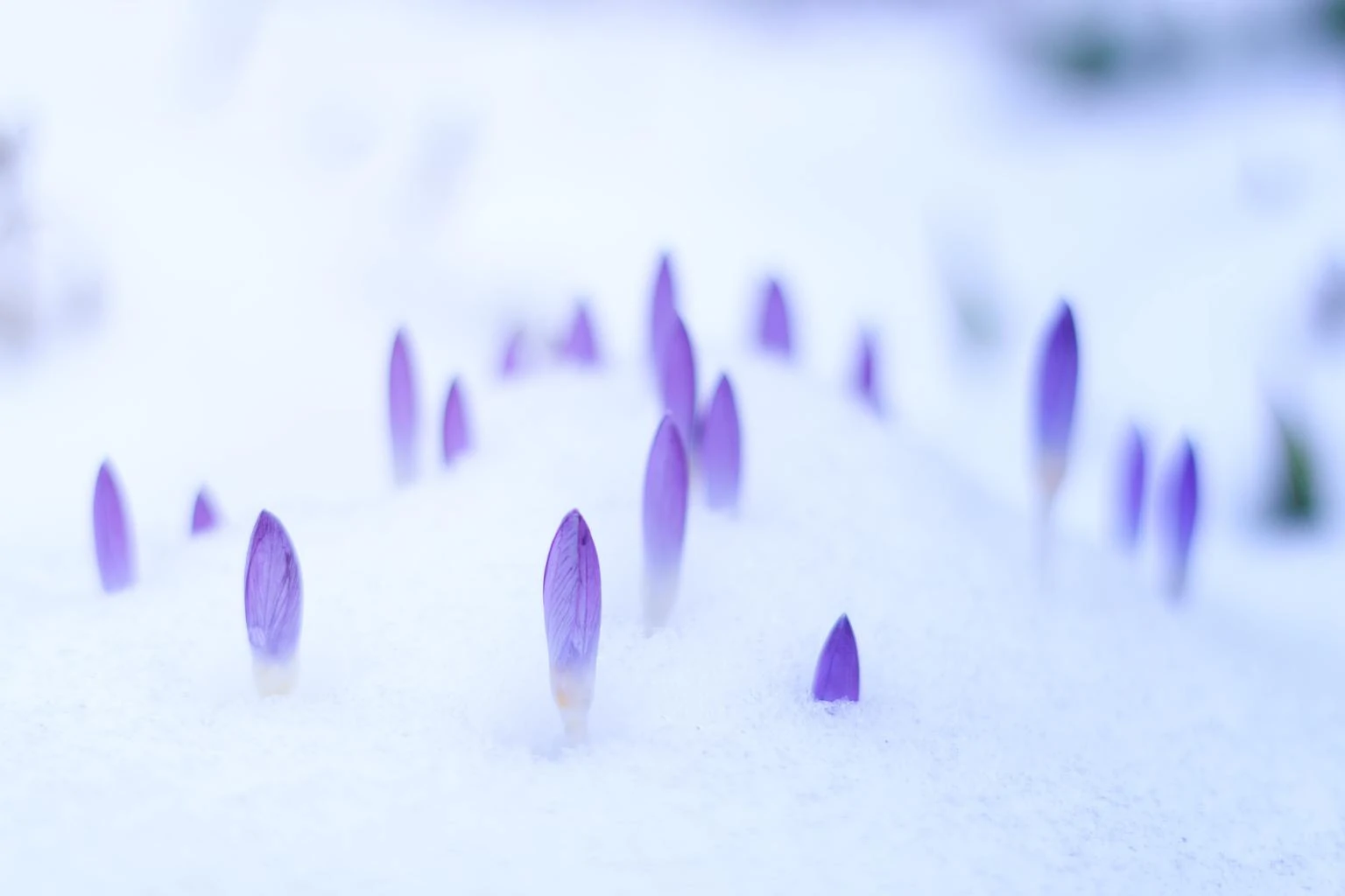 Flower petals poking through the ice in spring