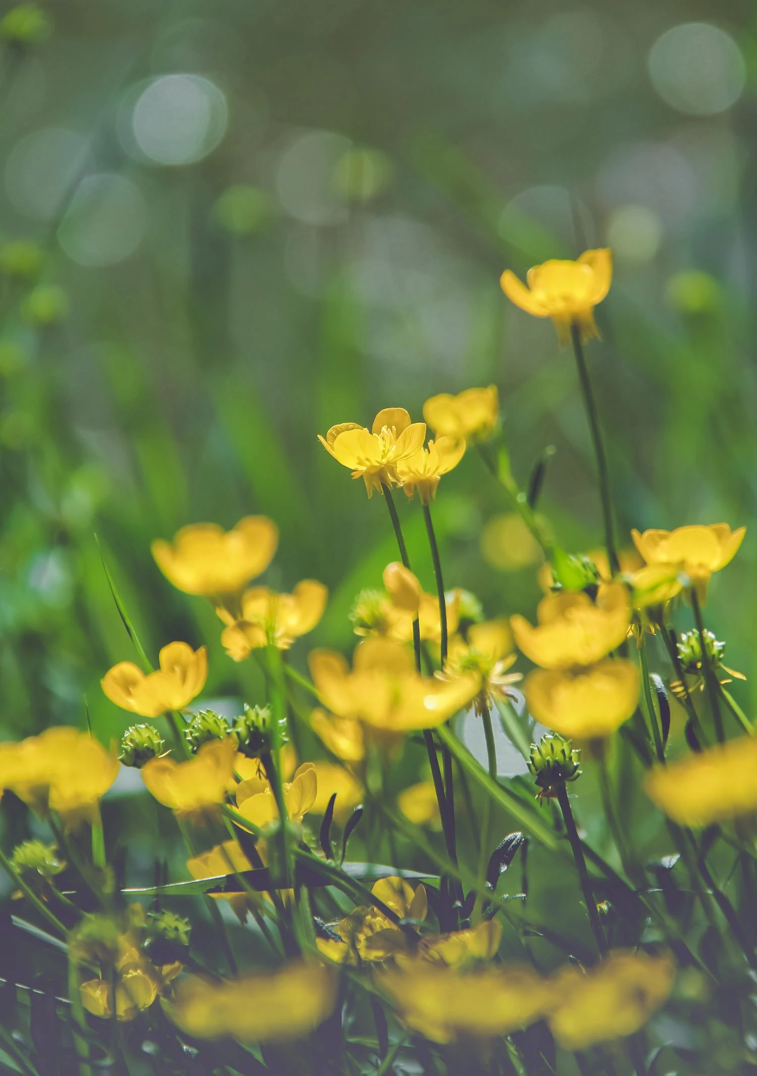 Yellow flowers with bokeh