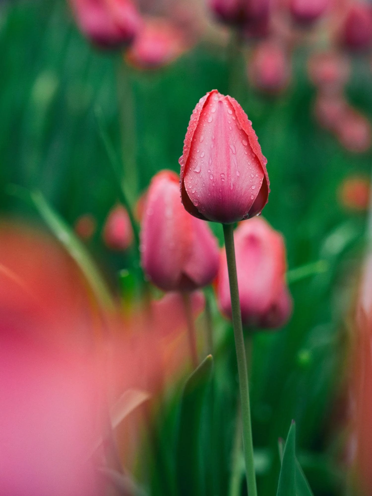 tulips with dew