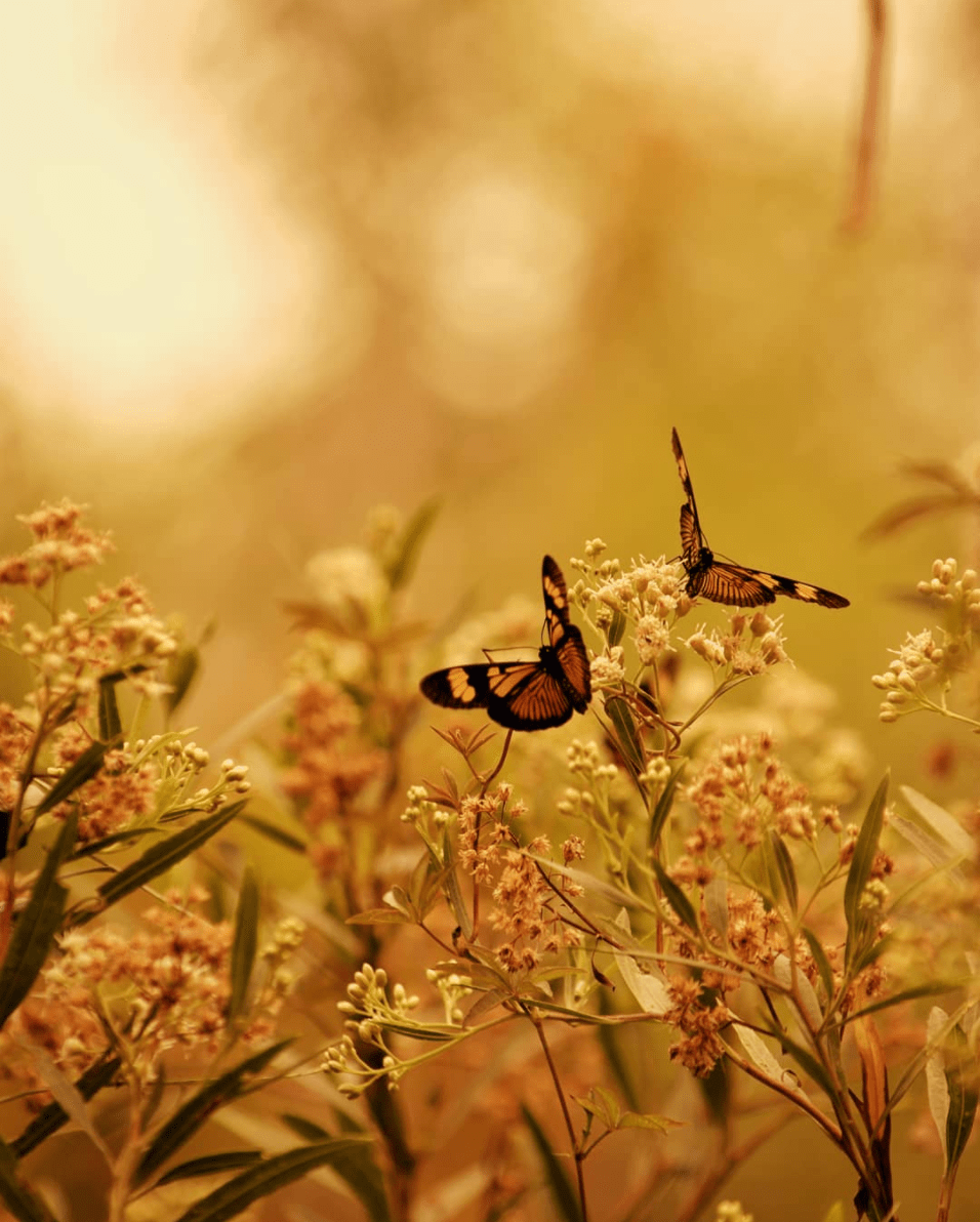 Mariposas ganadora de fotoreto94 primavera