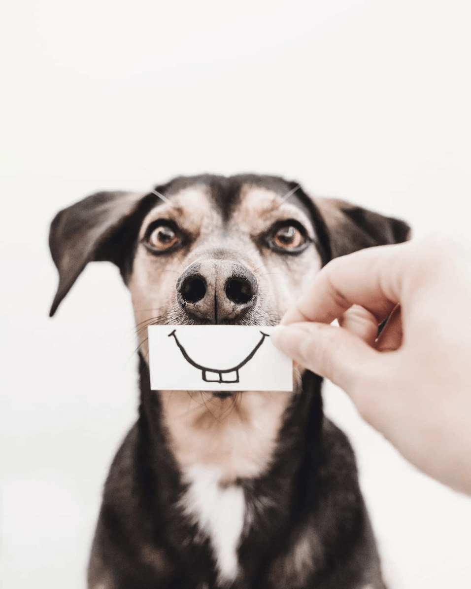 Sonrisa de perro ganadora fotoreto95
