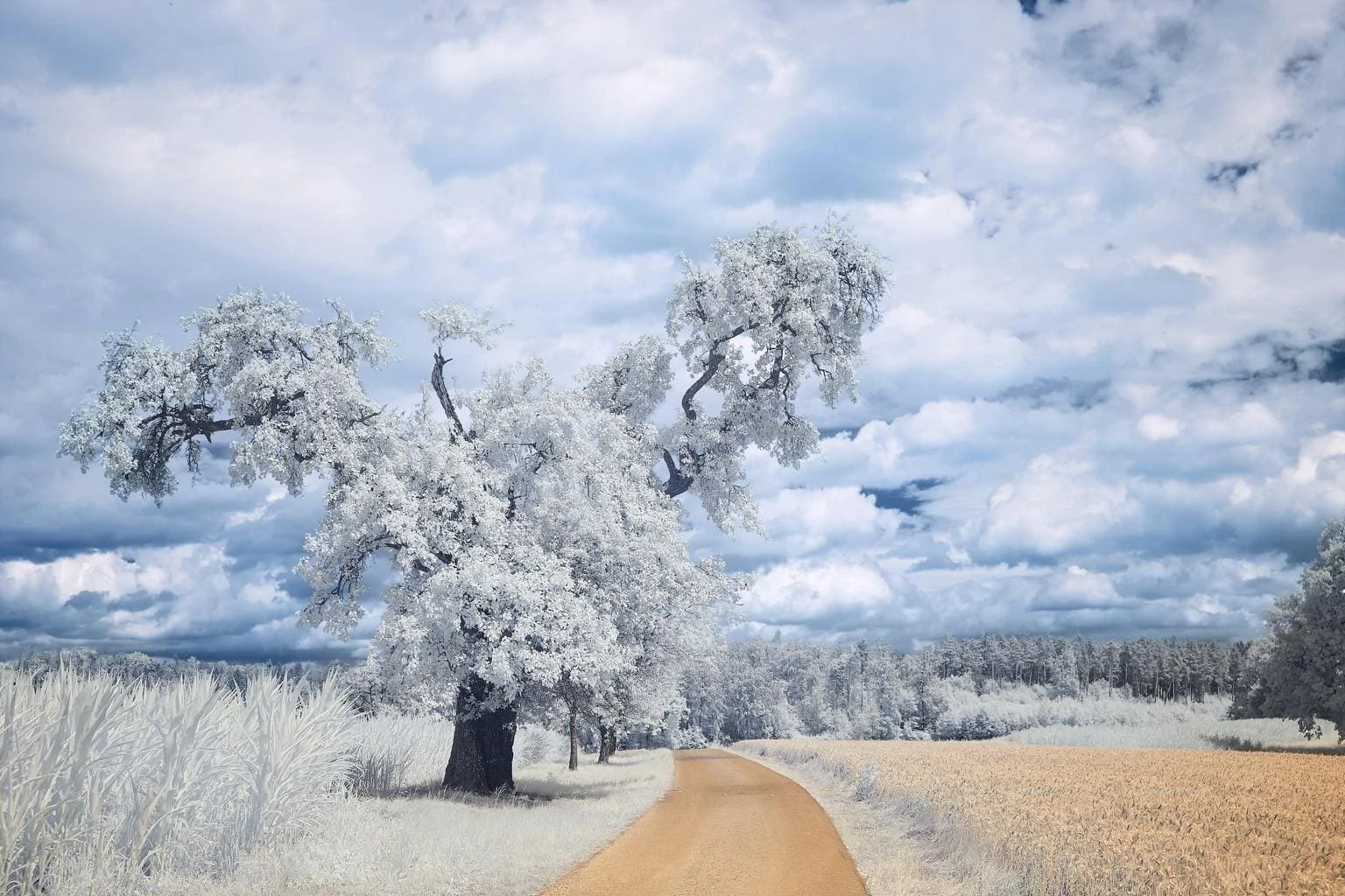 Infrared photography in spring