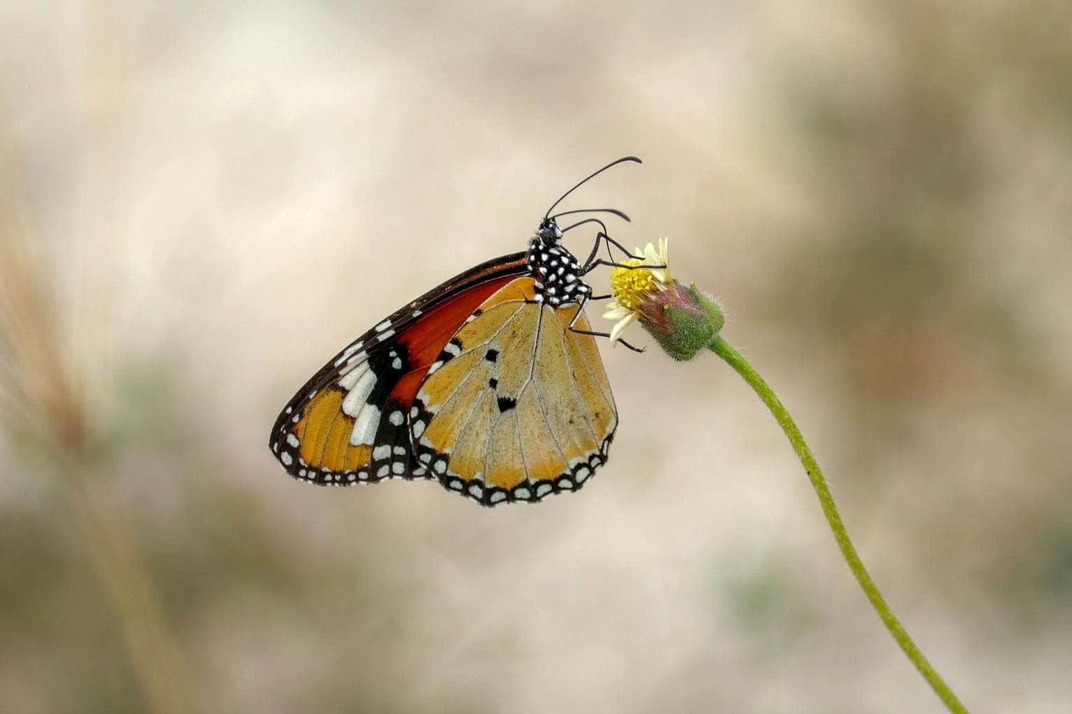 butterfly with diffused light