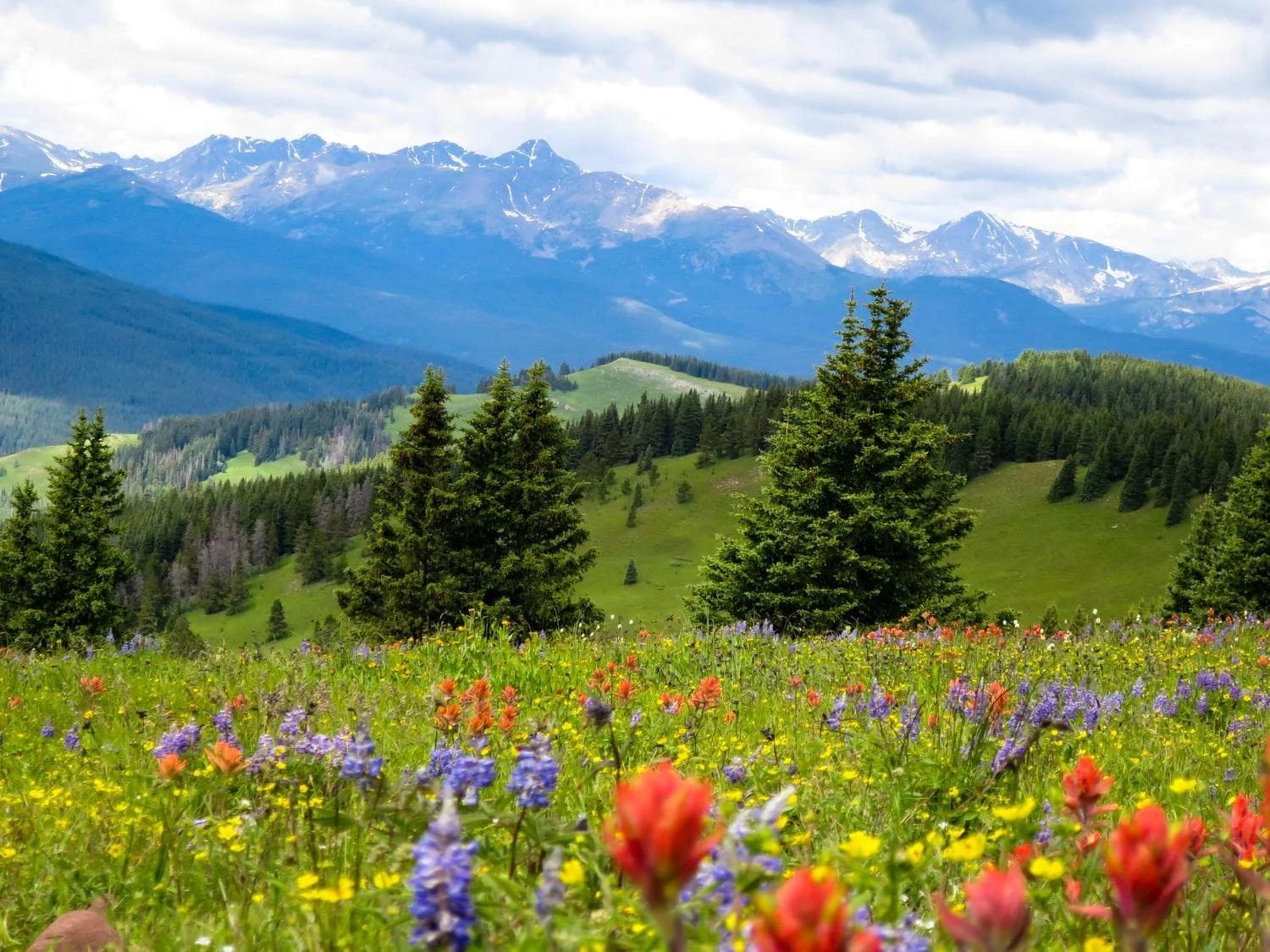 spring landscape