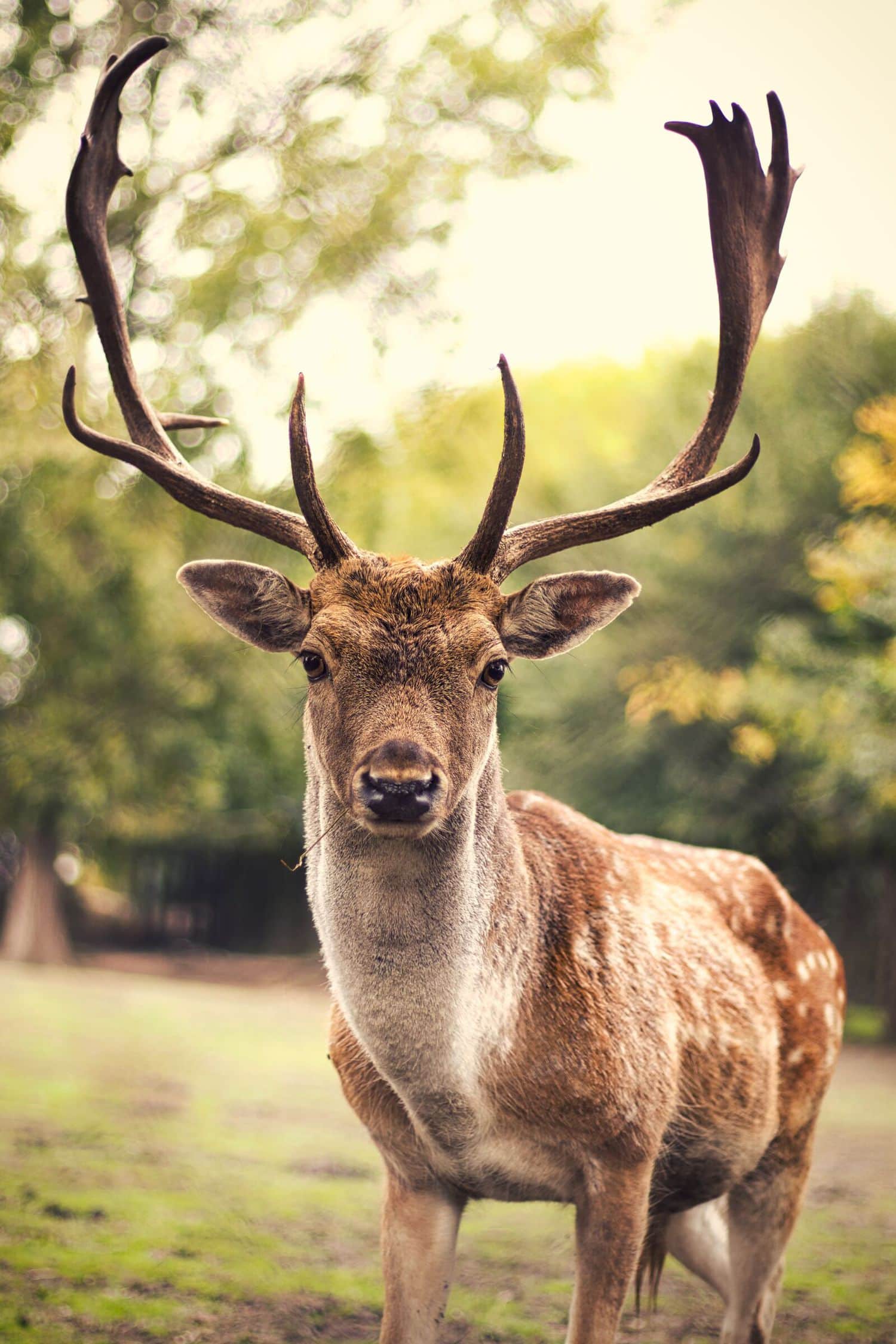 Image taken with the prince of the 50mm f/1.8 lenses