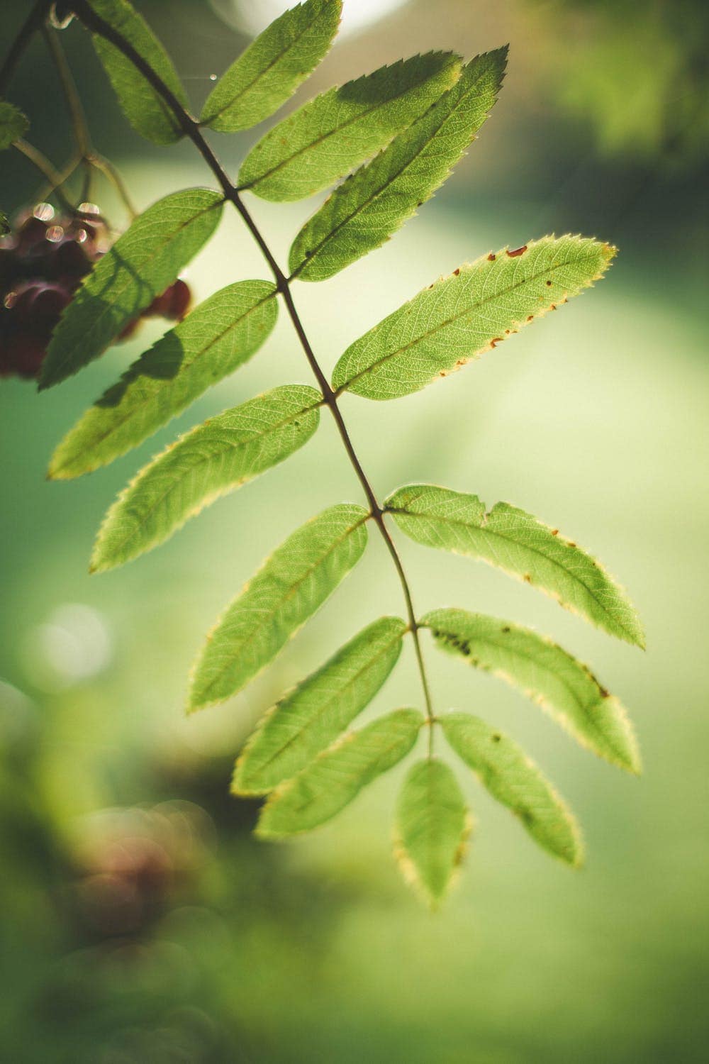 Image taken with the king of 50mm f/1.4 lenses