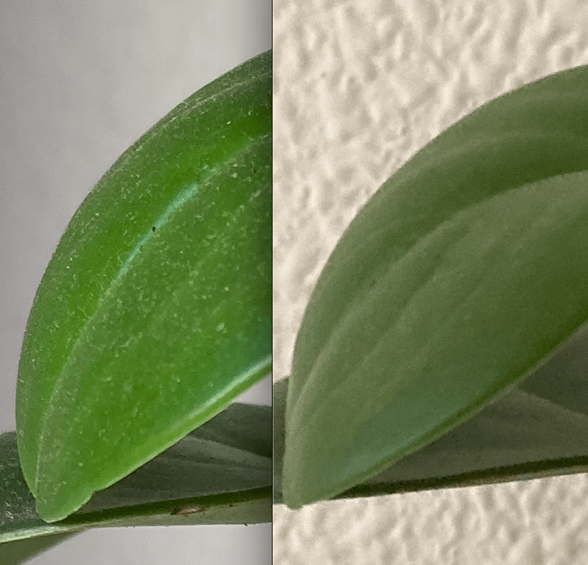 Comparativa de hoja fotografiada cerca de la ventana y lejos. 