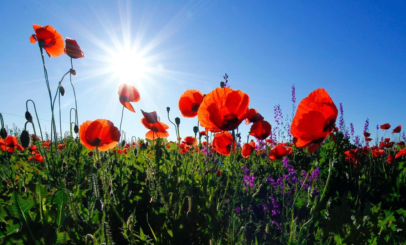 poppy field