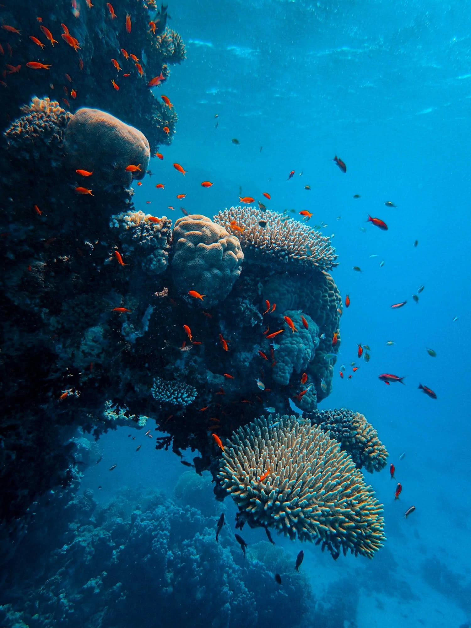 Corals with red fish around