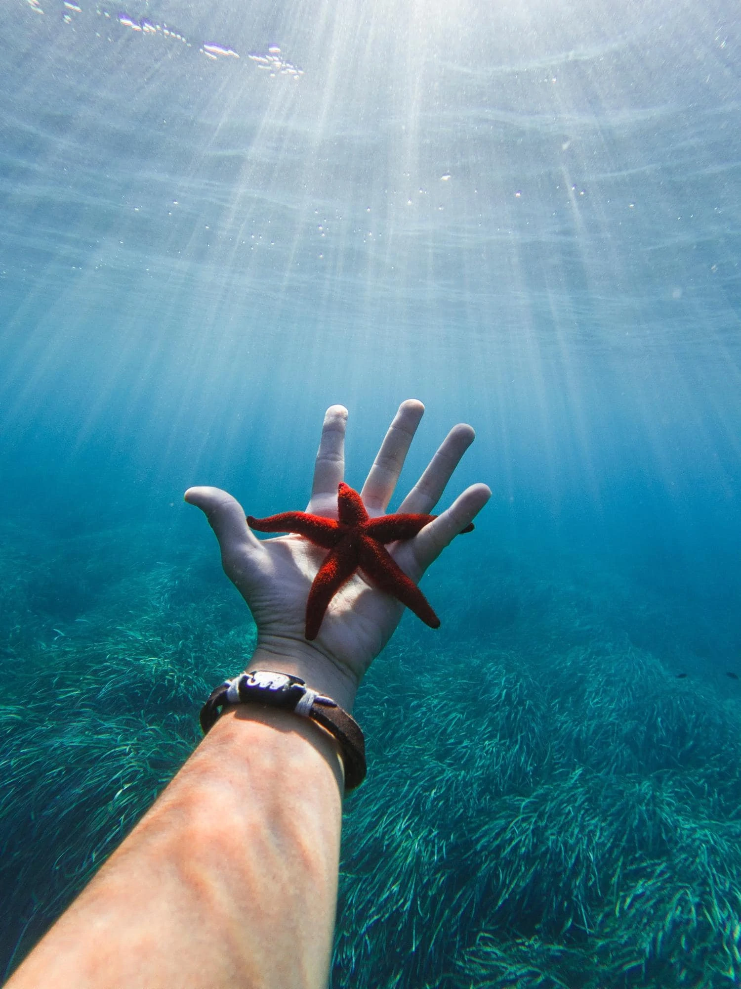 Starfish in hand underwater