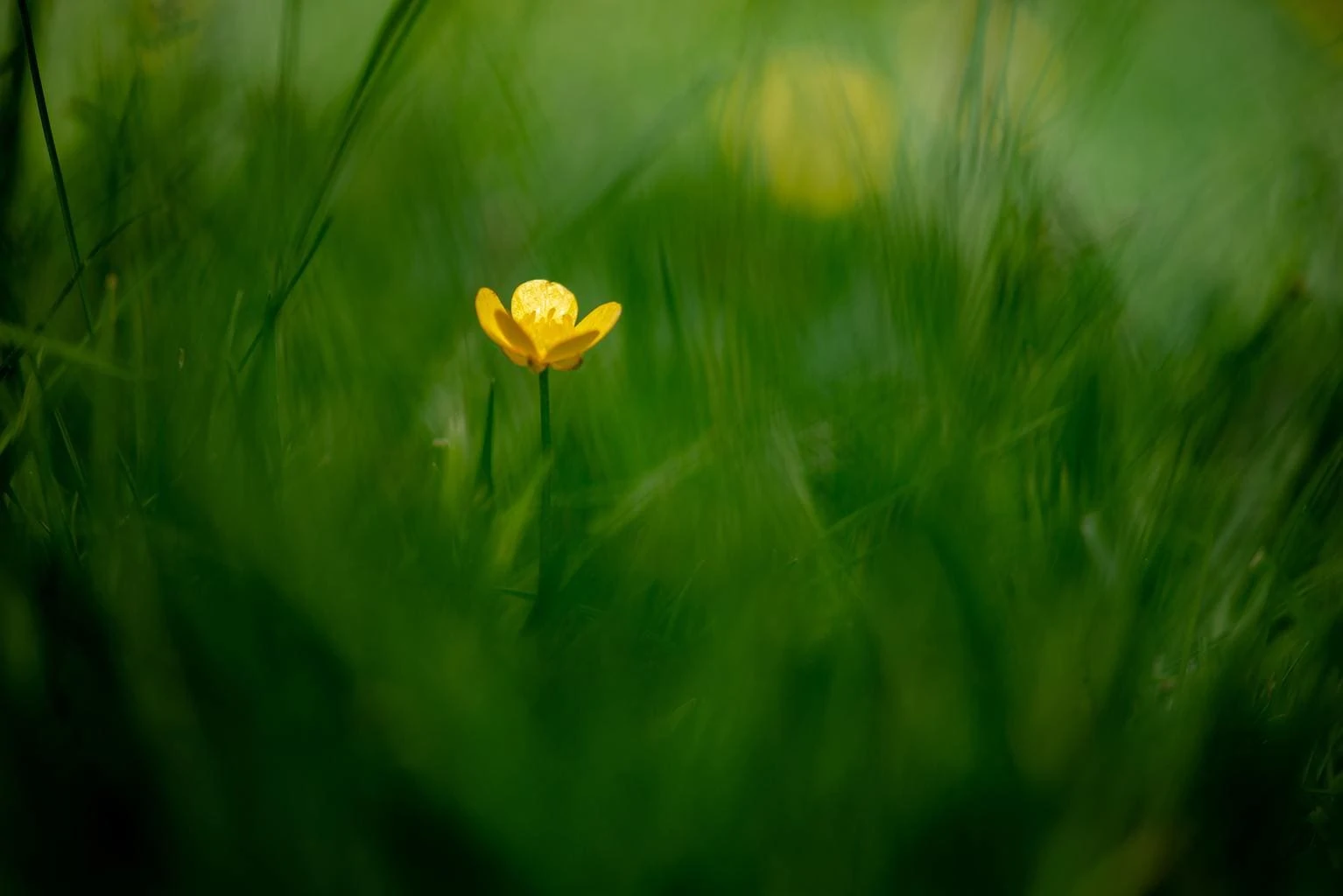 spring flower isolated