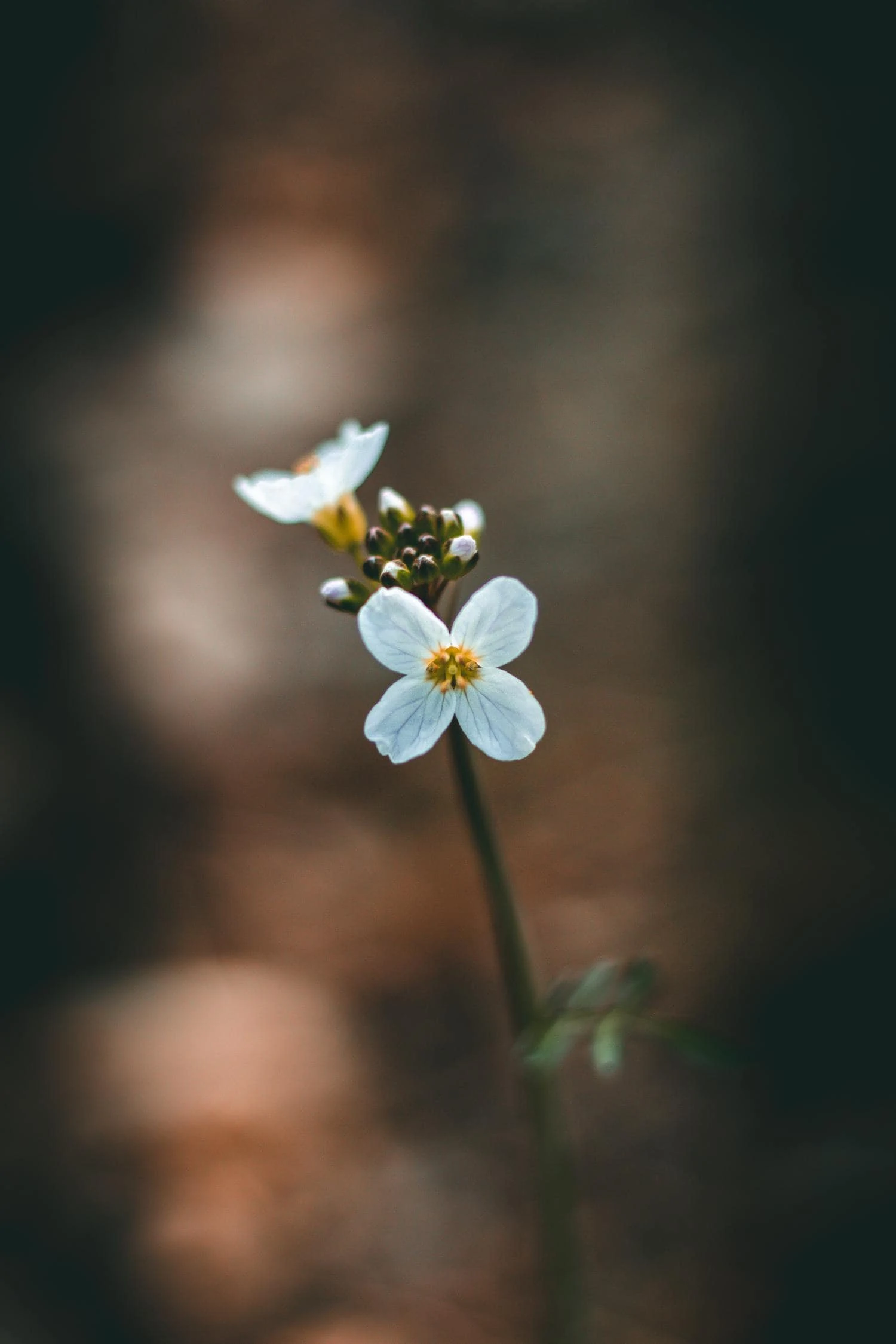 spring flowers isolated