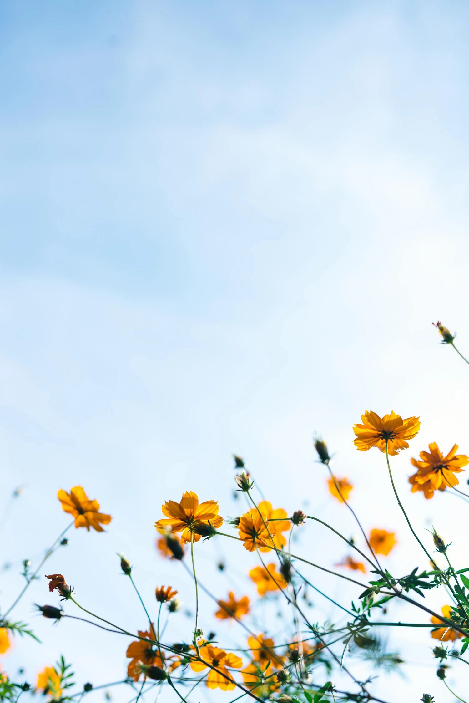 yellow spring flowers