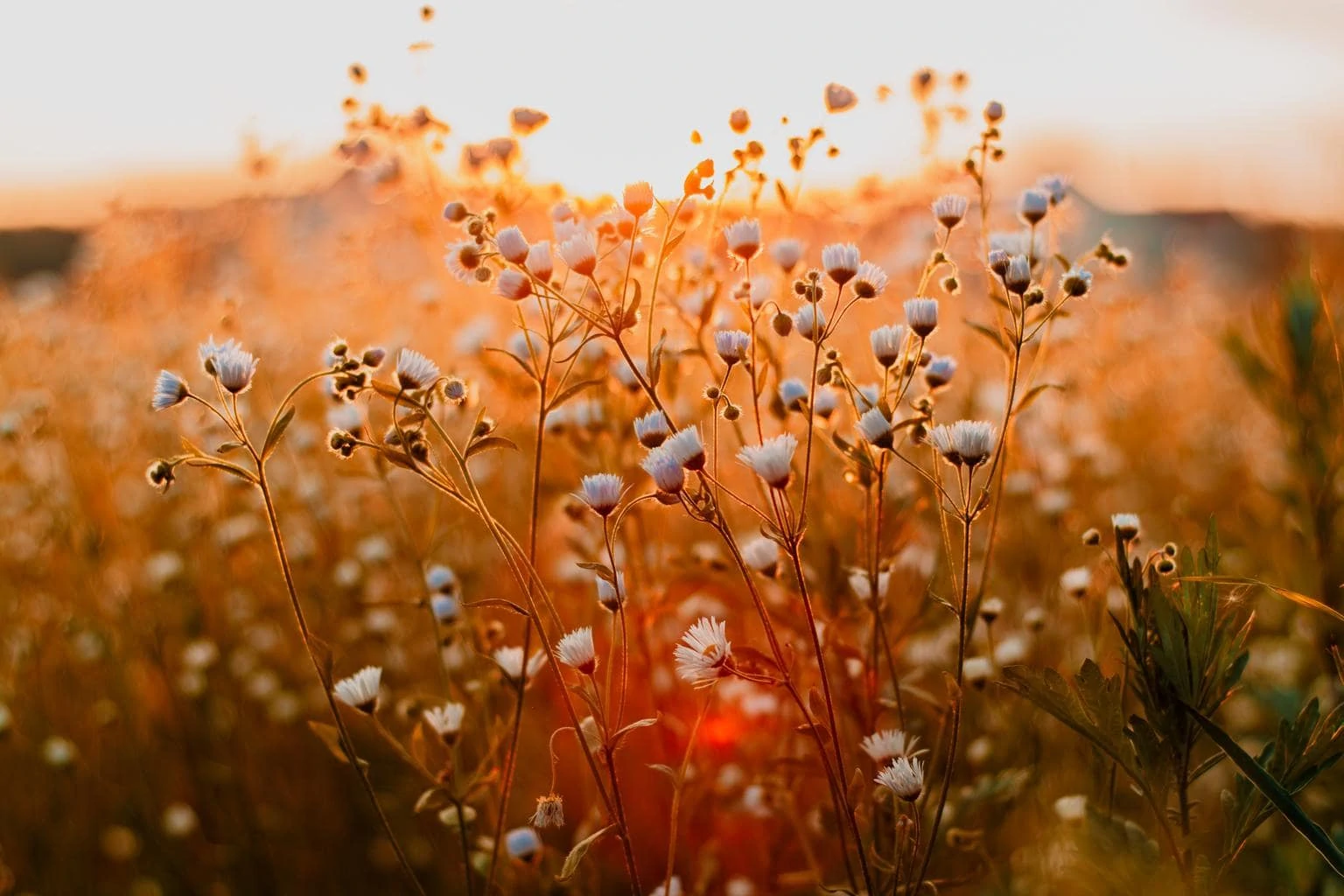 sunset flowers