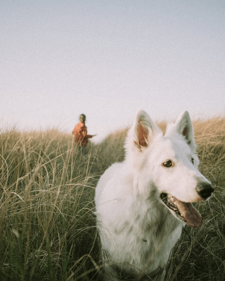 Fotografía de perro al atardecer ganadora del Fotoreto101