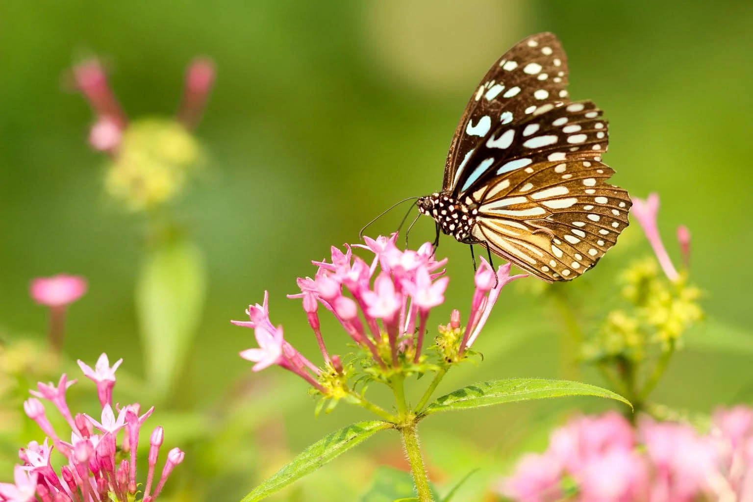 spring butterfly