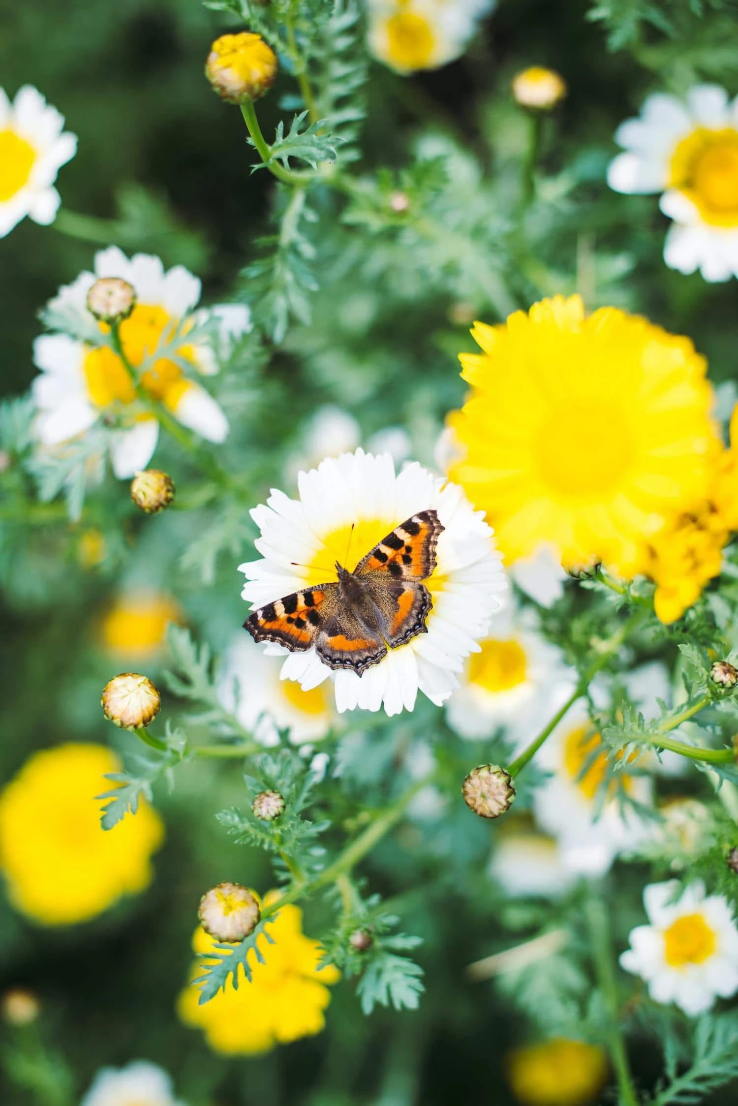 spring butterfly