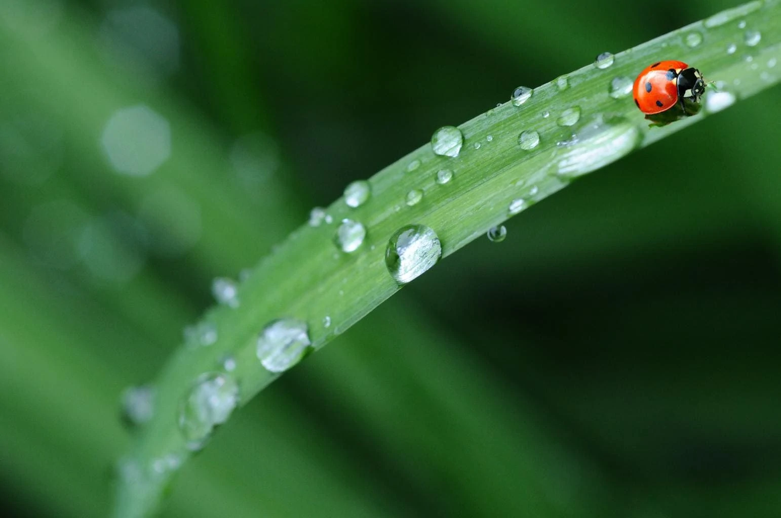 ladybug dew