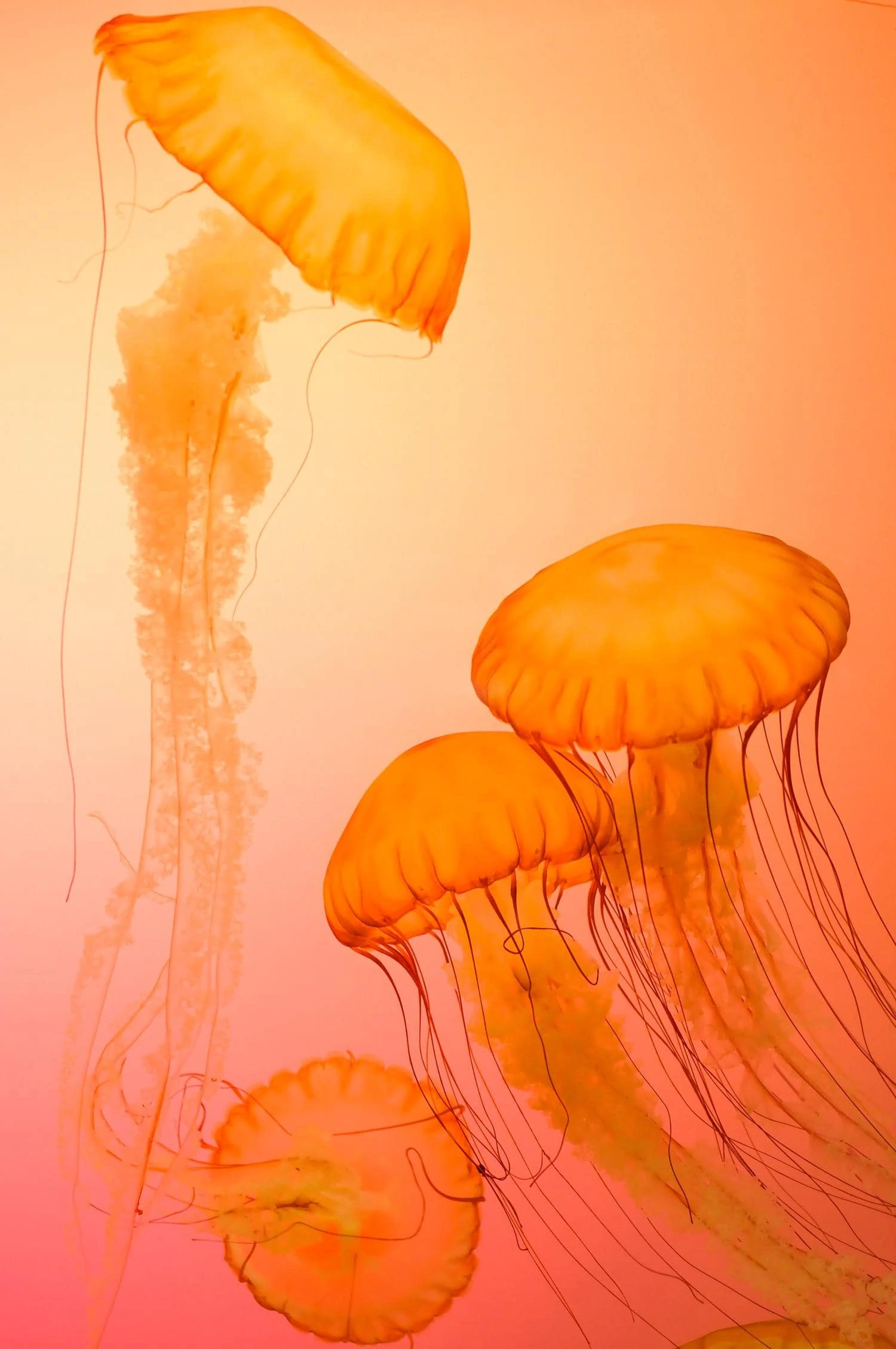 jellyfish in the water