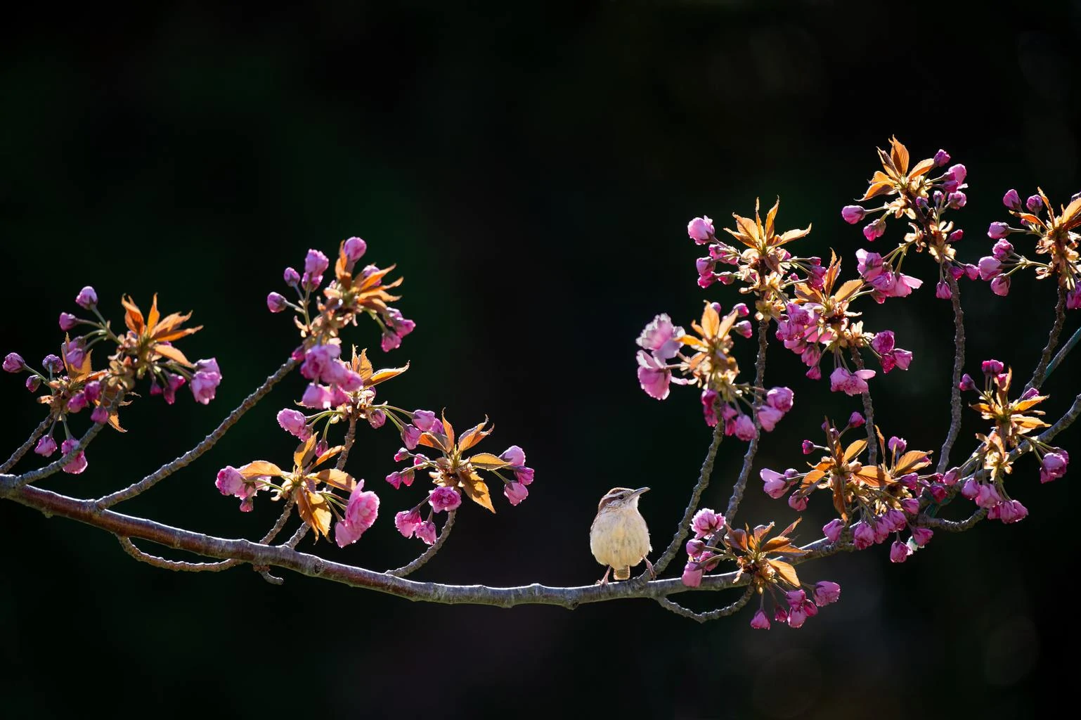 flowers dark background