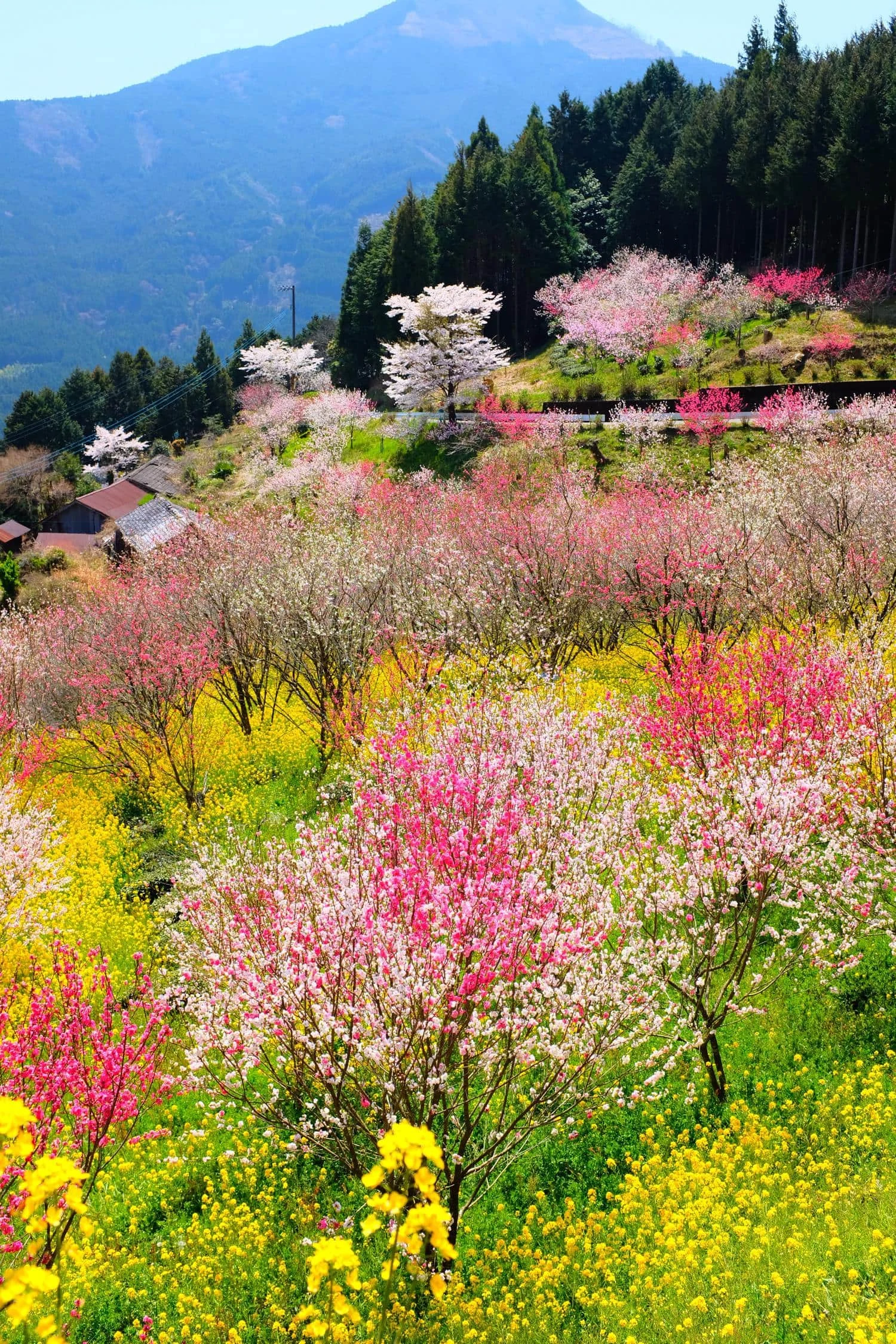 spring landscape of flowering trees