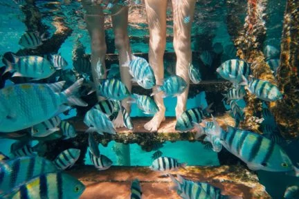 Pies y peces bajo el agua