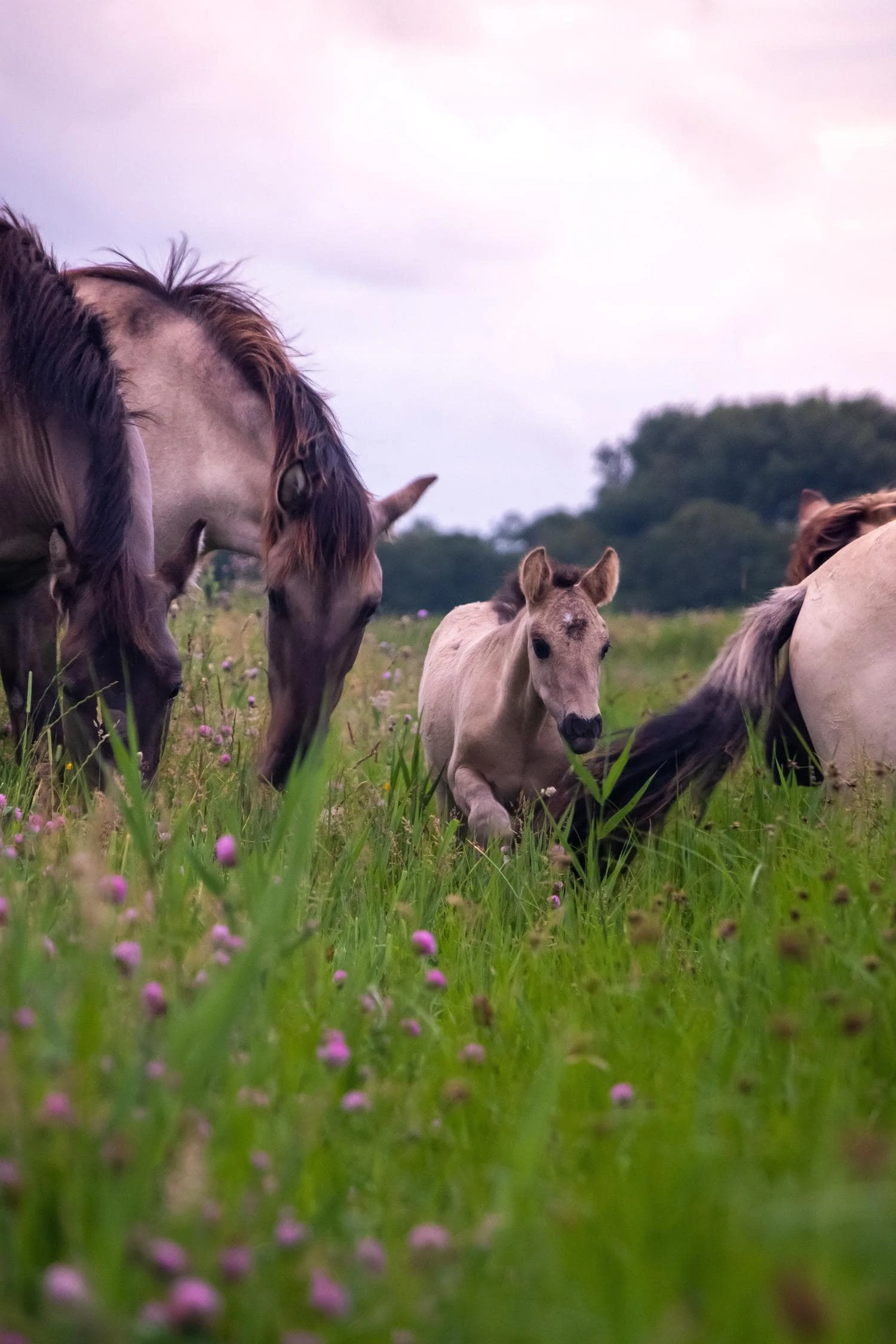 foal horses