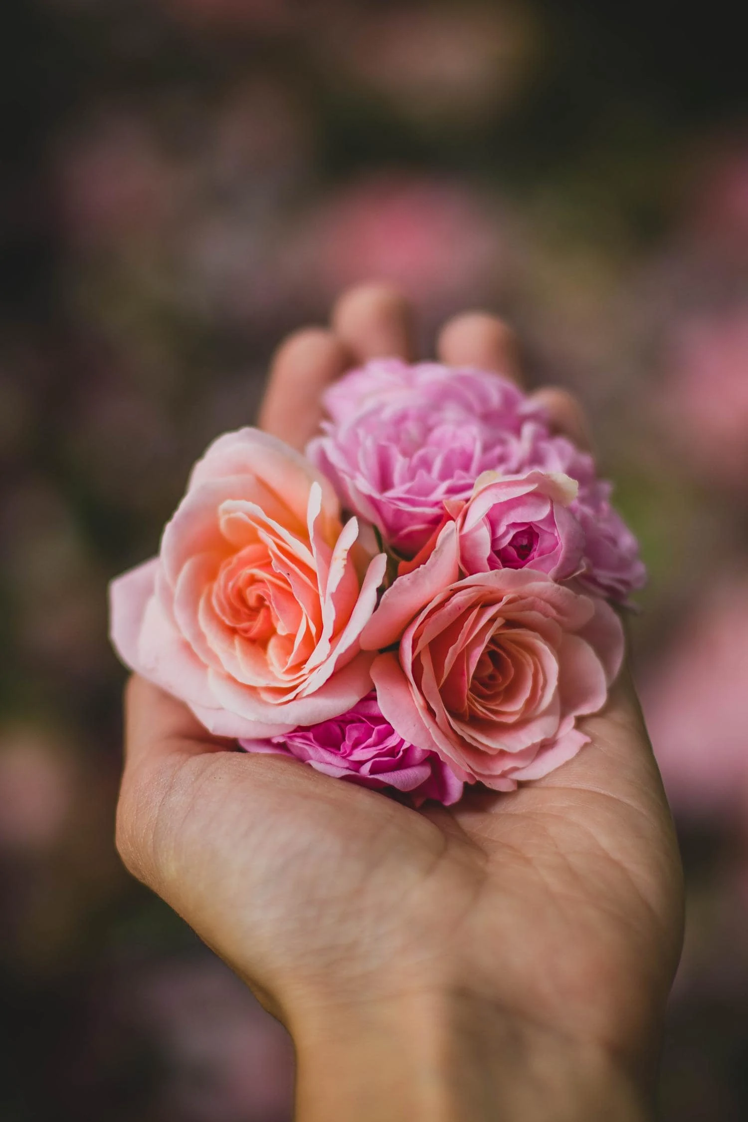 hand roses