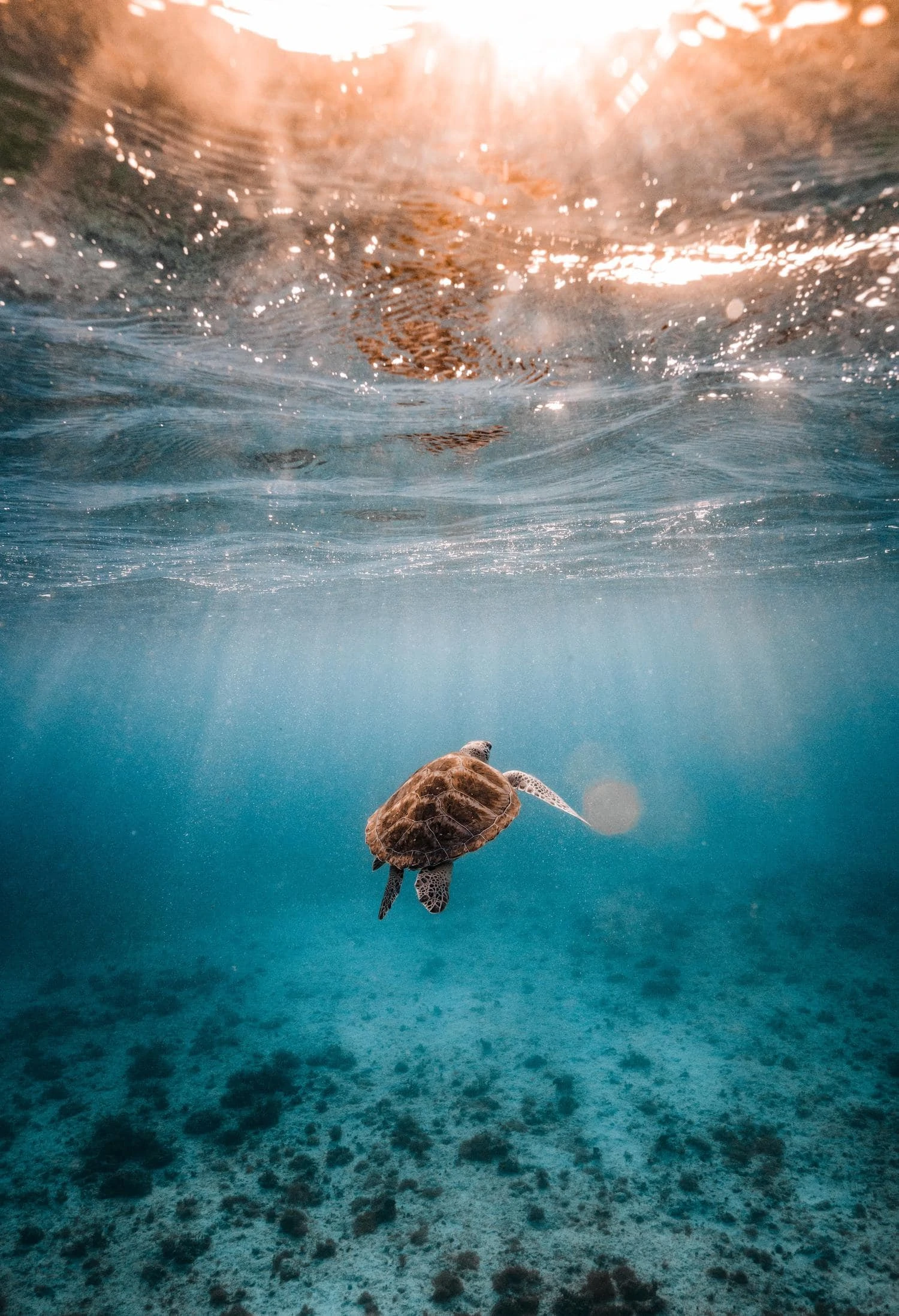 turtle underwater photography