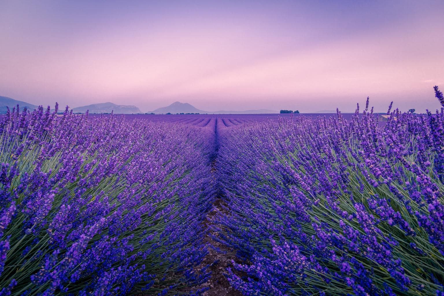 Campo de lavanda fotografiado con objetivo gran angular
